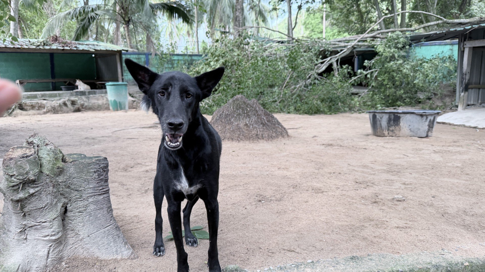 Help us keep our rescue dogs safe campaign photo, 5 of 8