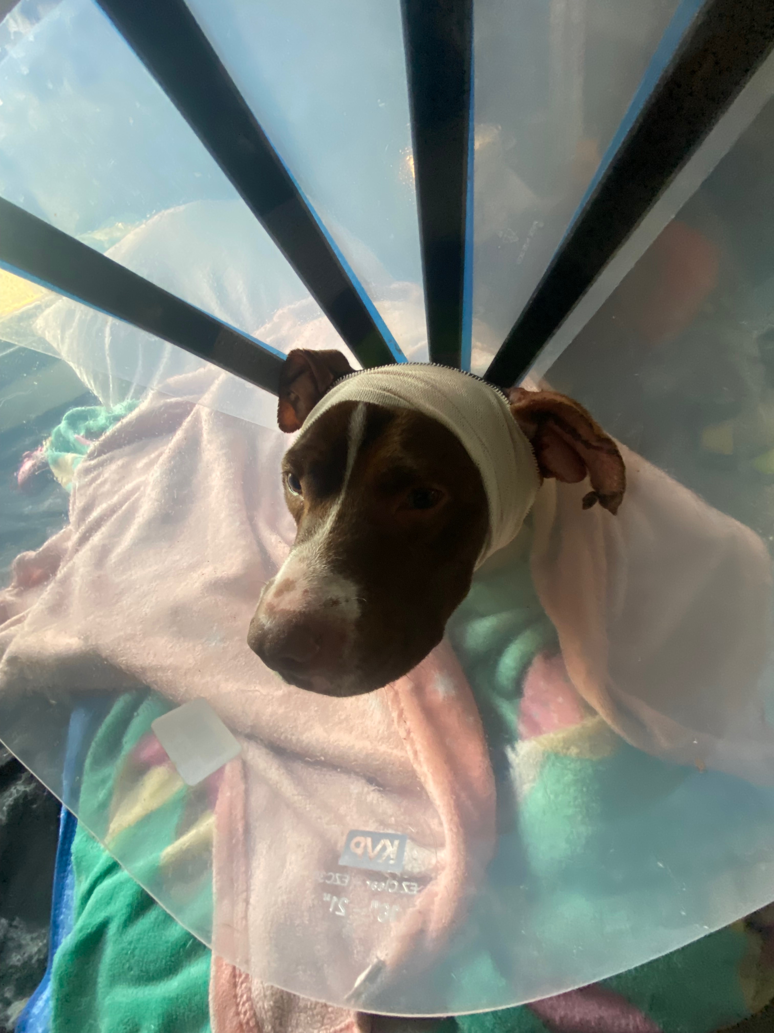 Help Daisy Mae Heal After Dog Attack and Surgery campaign photo, 7 of 8