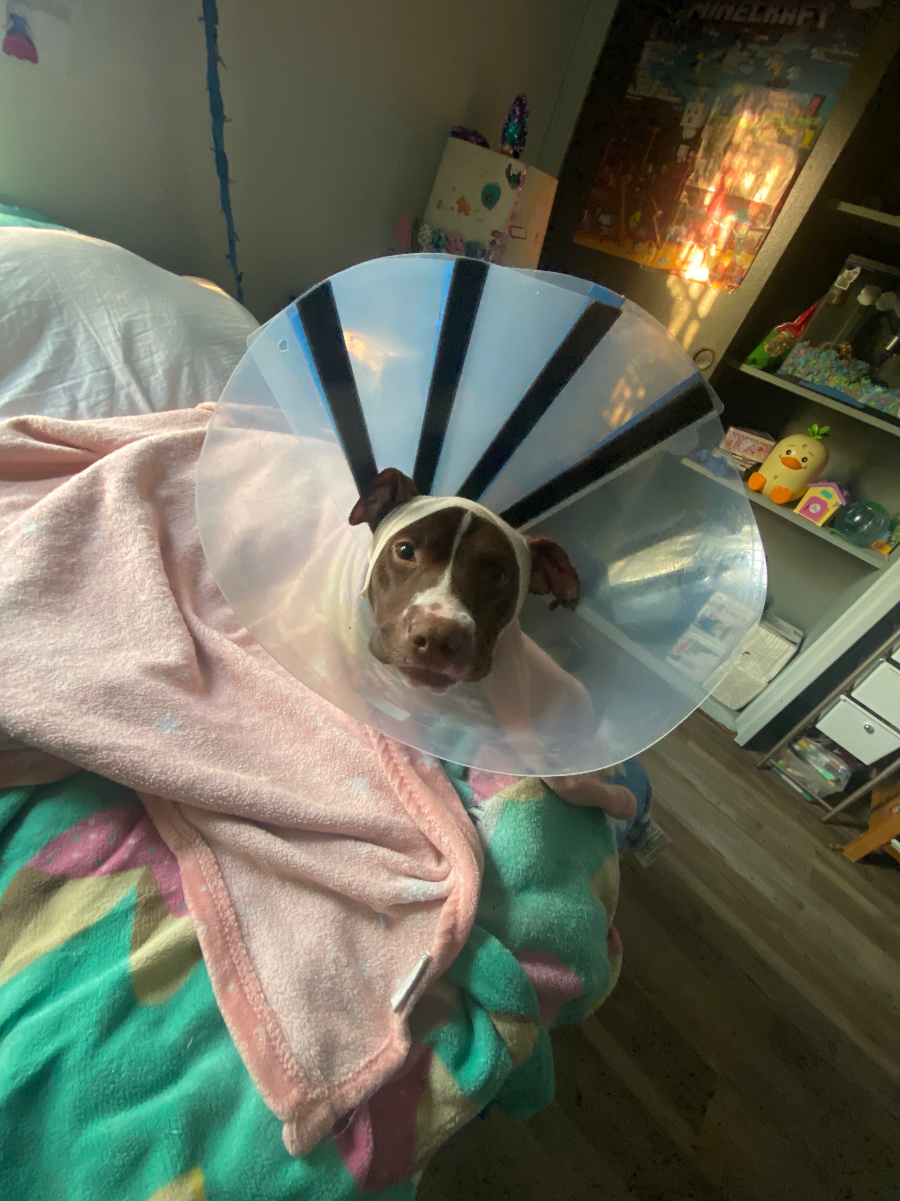 Help Daisy Mae Heal After Dog Attack and Surgery campaign photo, 2 of 8