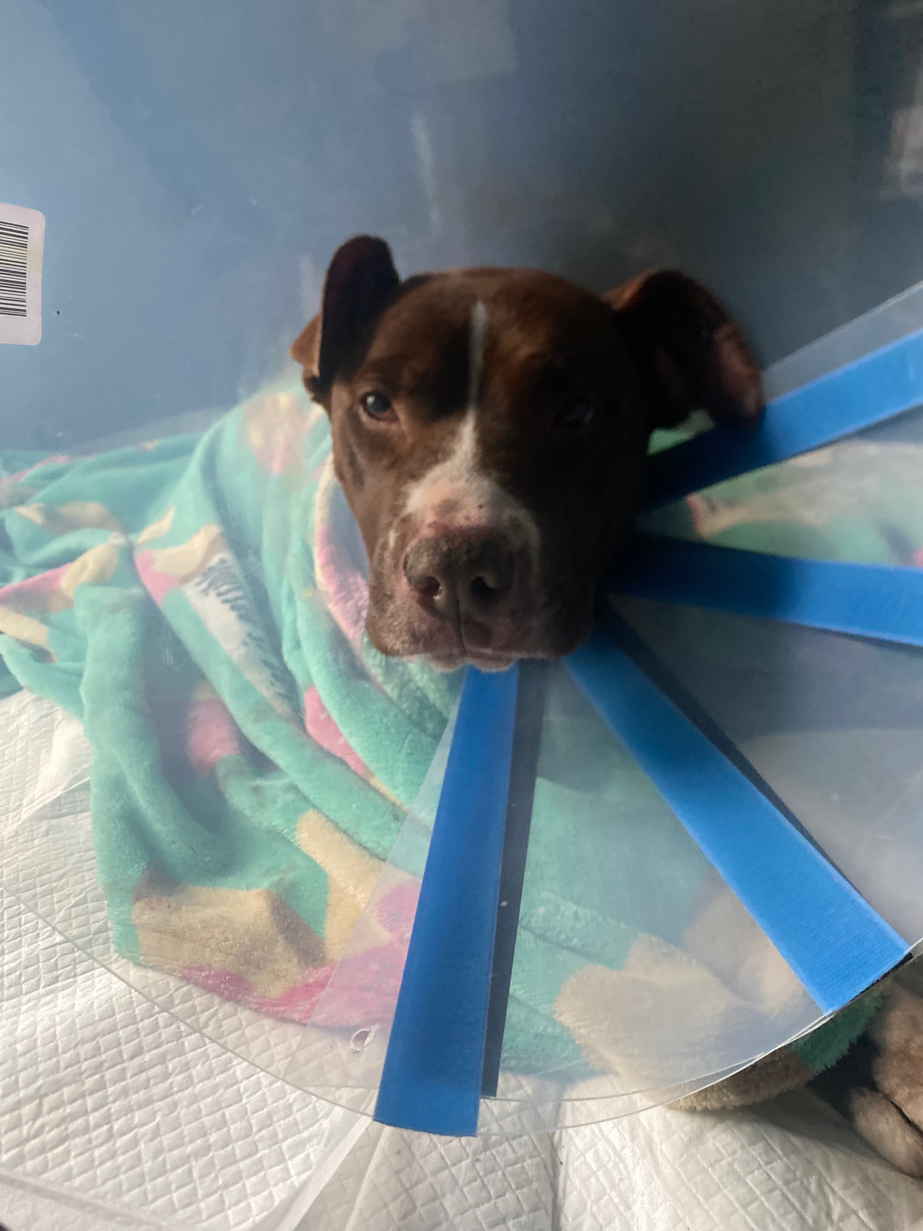 Help Daisy Mae Heal After Dog Attack and Surgery campaign photo, 4 of 8