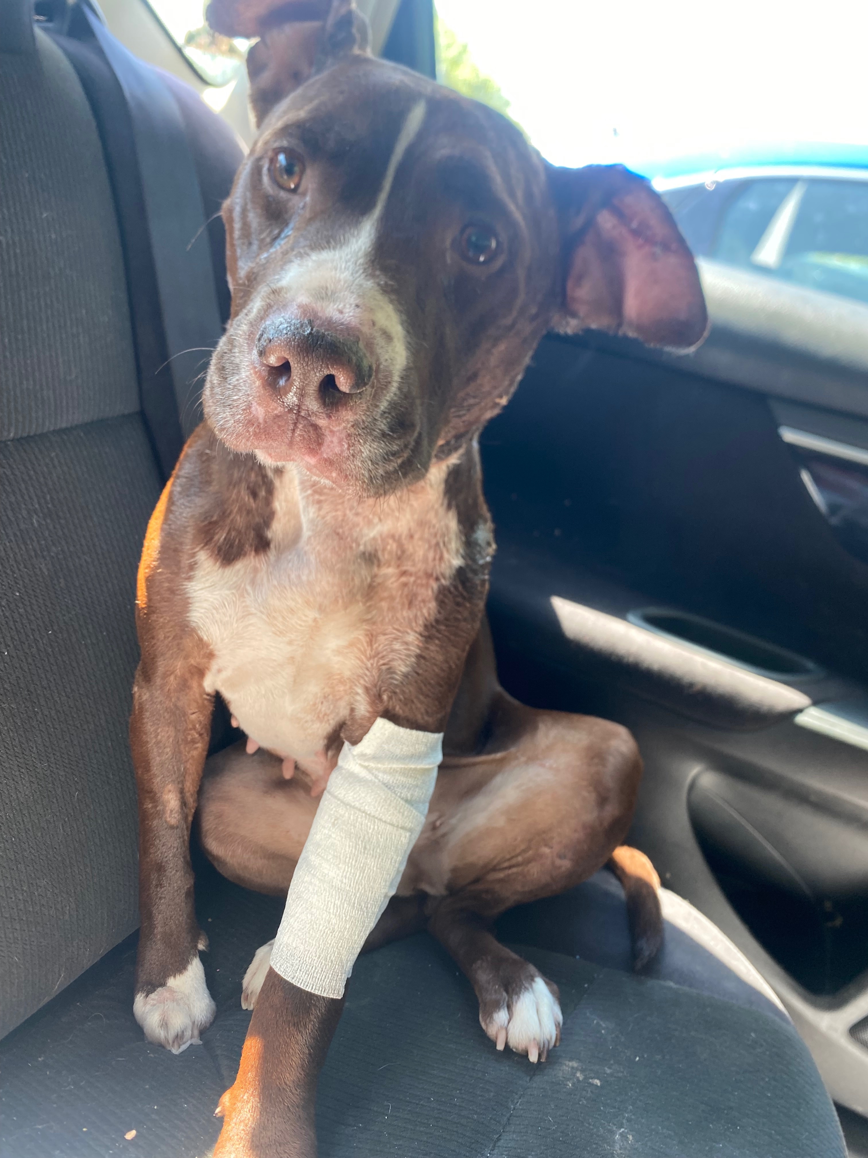 Help Daisy Mae Heal After Dog Attack and Surgery campaign photo, 5 of 8