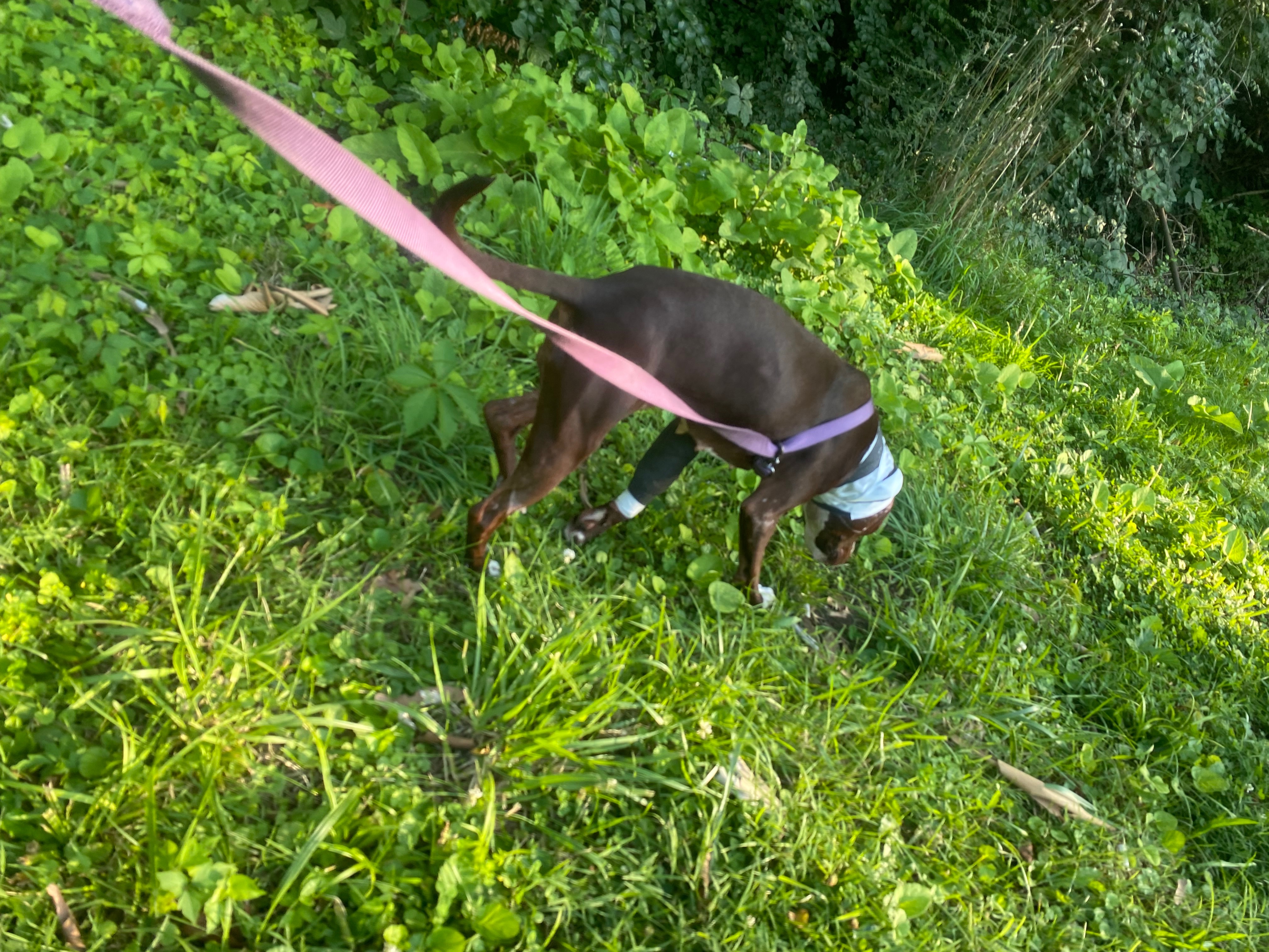 Help Daisy Mae Heal After Dog Attack and Surgery campaign photo, 6 of 8