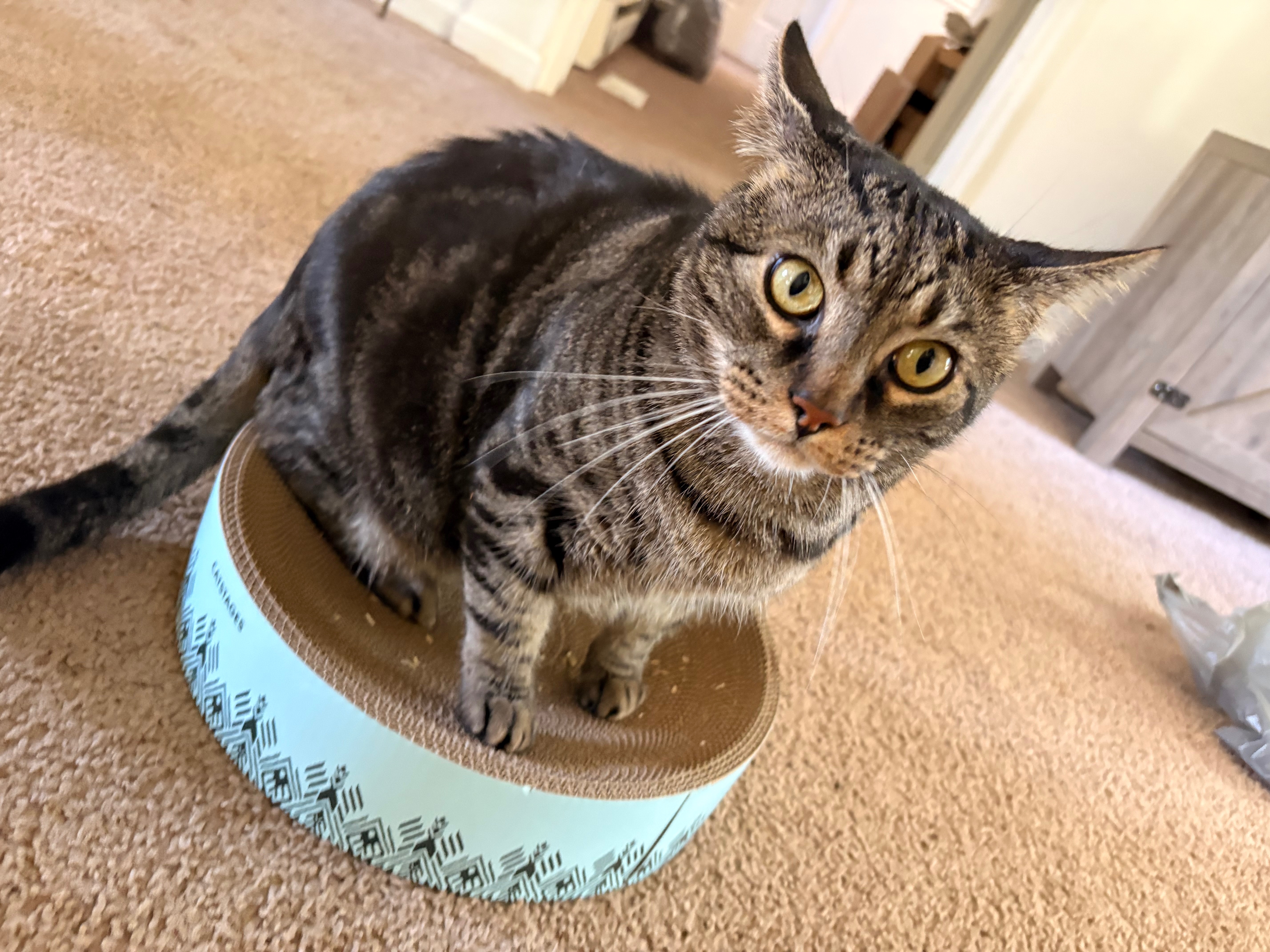 Help Dinks Get Vet Care campaign photo, 5 of 8
