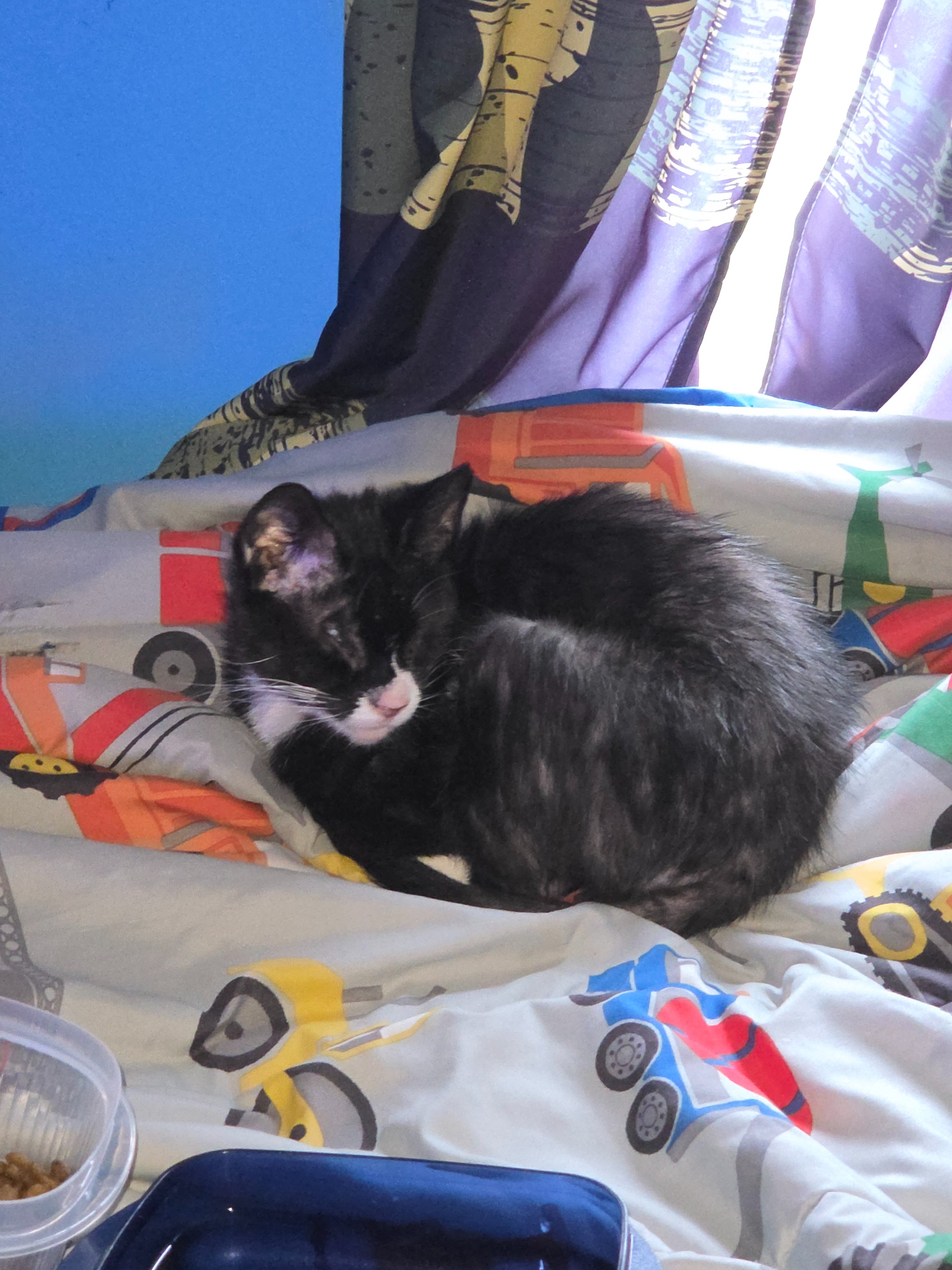 Help Keller Heal: Surgery & Care for a Stray Cat campaign photo, 2 of 4