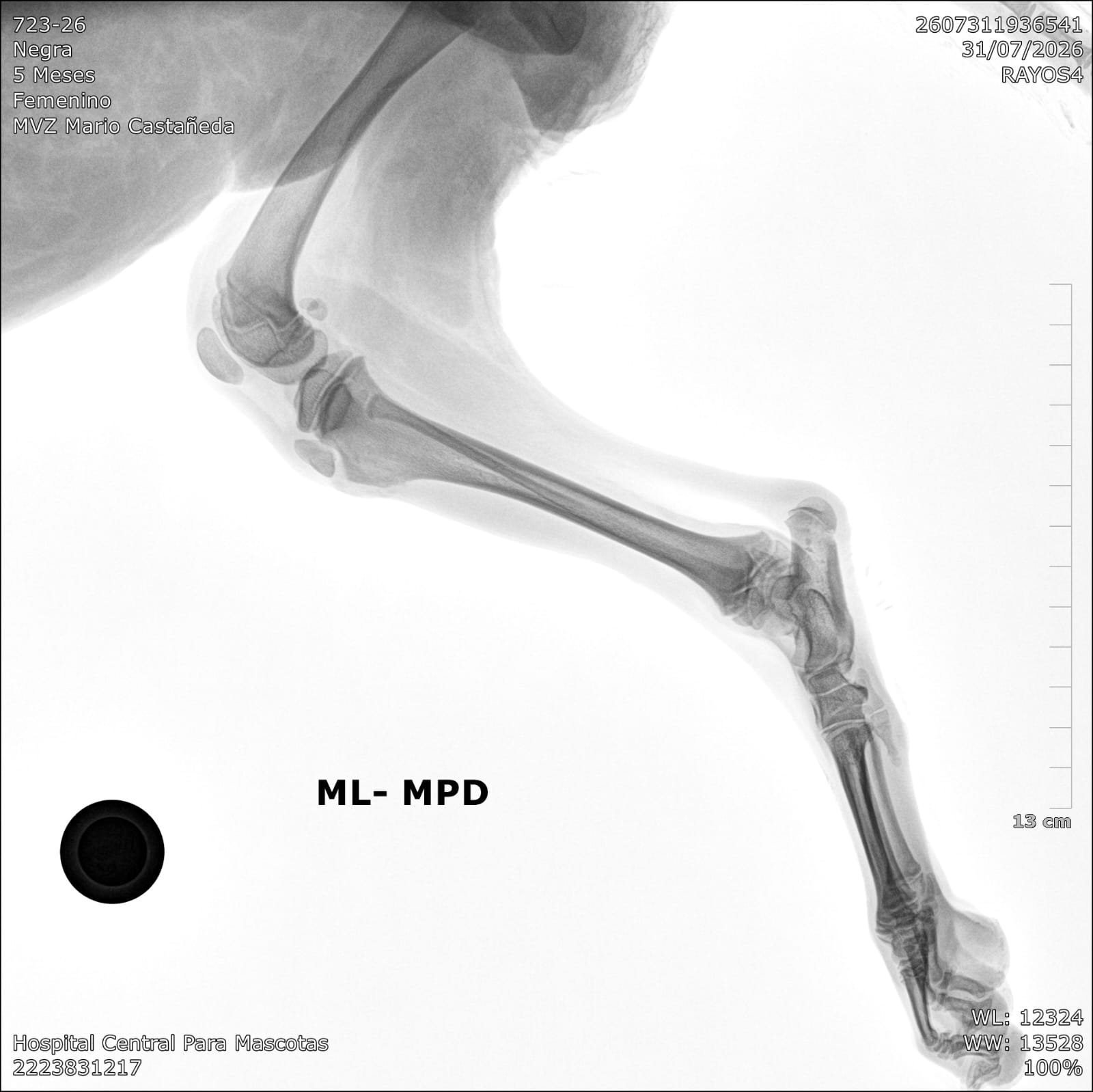 Help Save an Injured Dog • Ayúdanos a salvarla campaign photo, 6 of 7