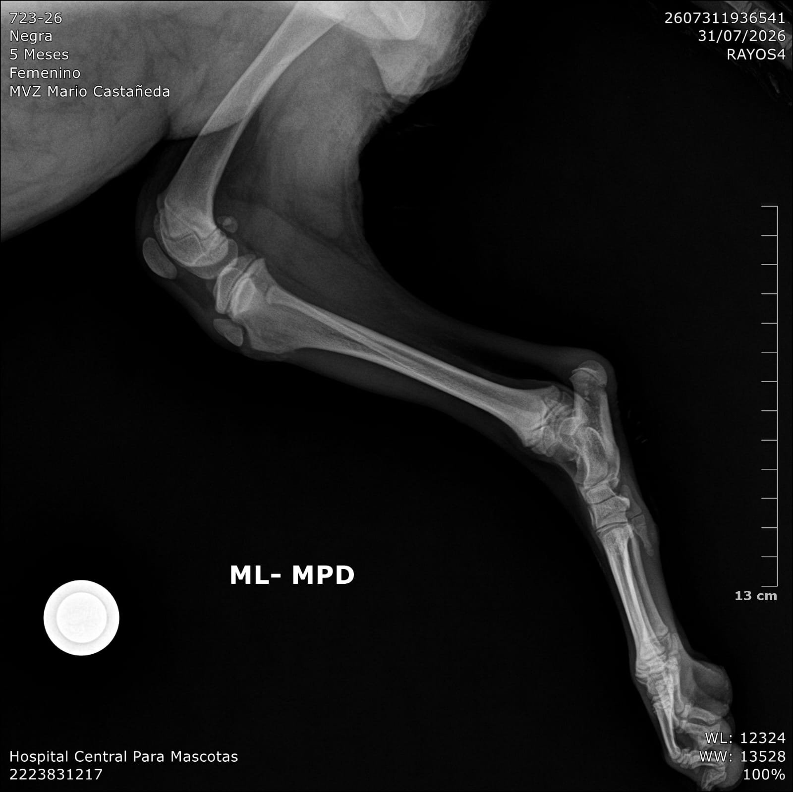 Help Save an Injured Dog • Ayúdanos a salvarla campaign photo, 2 of 7