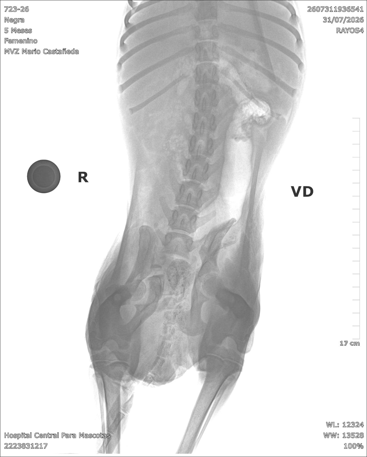 Help Save an Injured Dog • Ayúdanos a salvarla campaign photo, 4 of 7