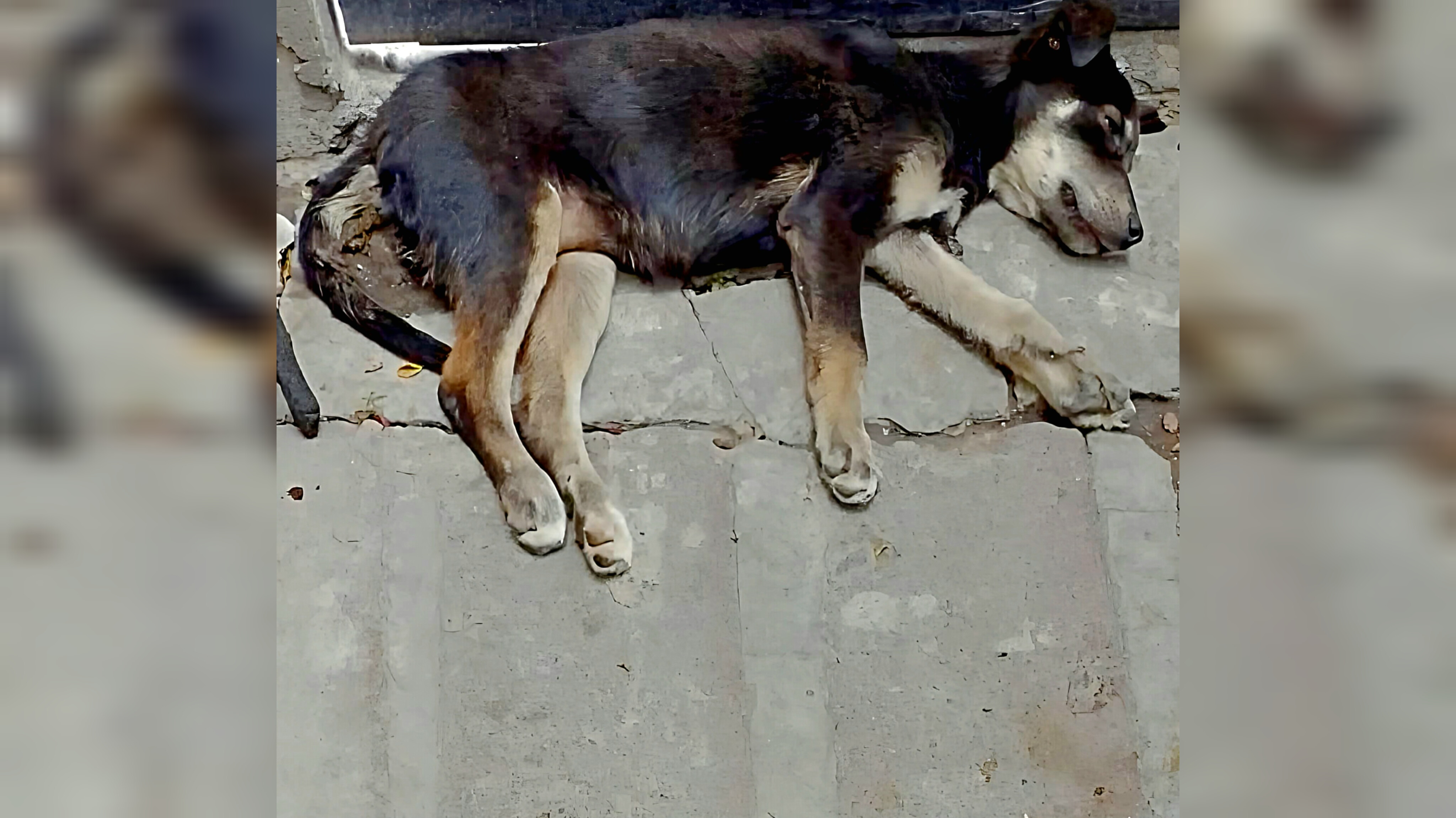 Help Save an Injured Dog • Ayúdanos a salvarla campaign photo, 5 of 7
