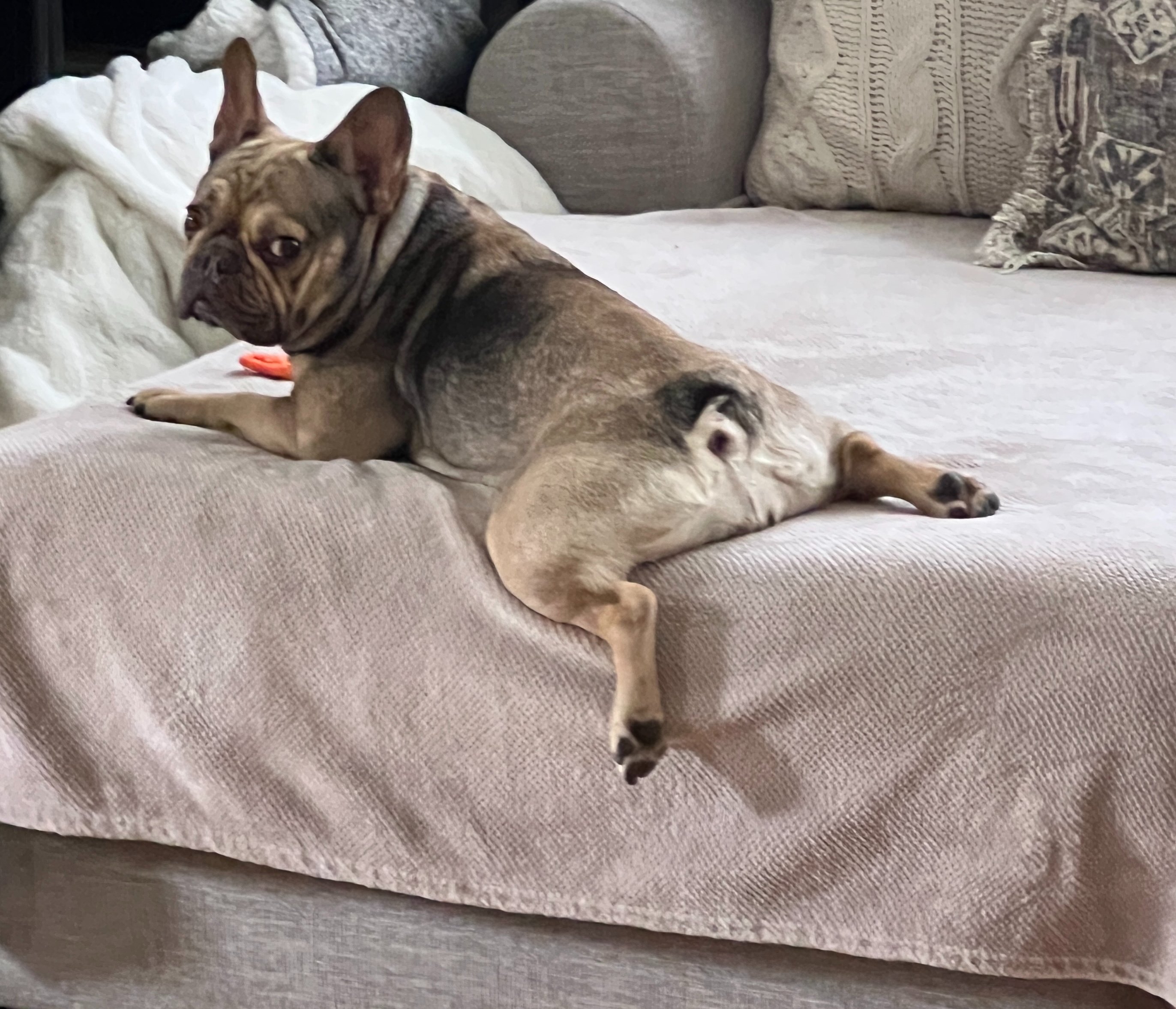 Help Luna Get the Surgery She Needs campaign photo, 5 of 8