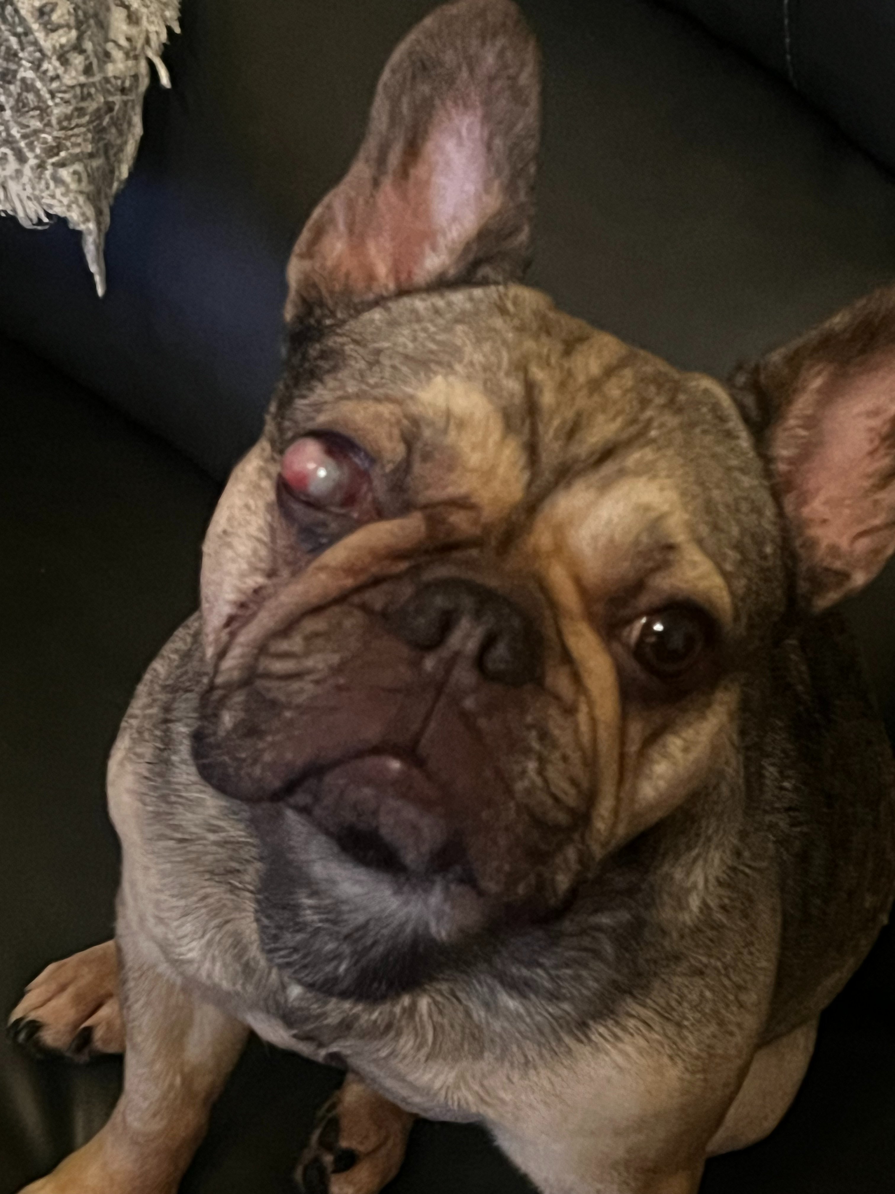 Help Luna Get the Surgery She Needs campaign photo, 6 of 8