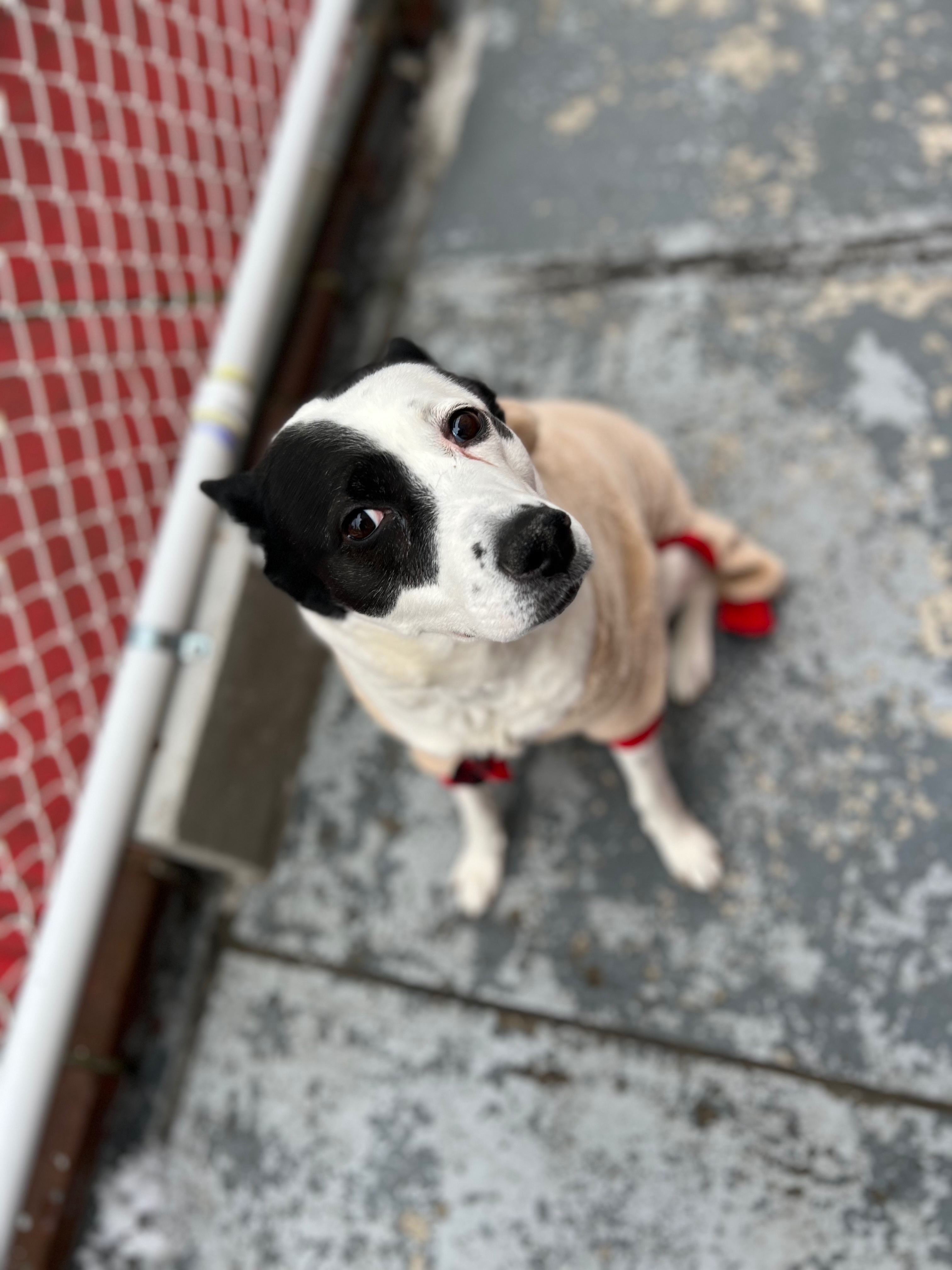 Help Nyla Get the Surgery She Needs campaign photo, 4 of 8