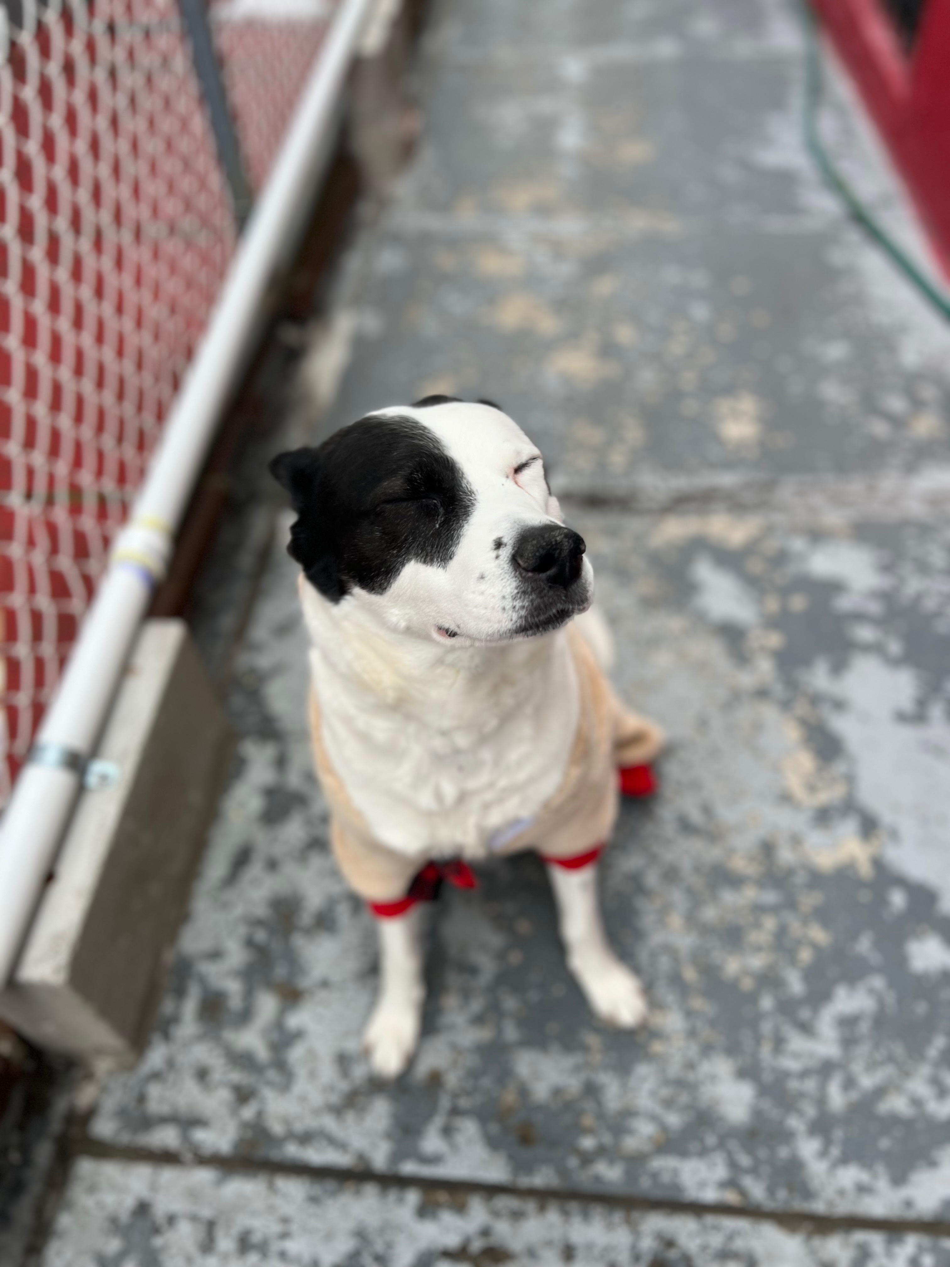 Help Nyla Get the Surgery She Needs campaign photo, 2 of 8
