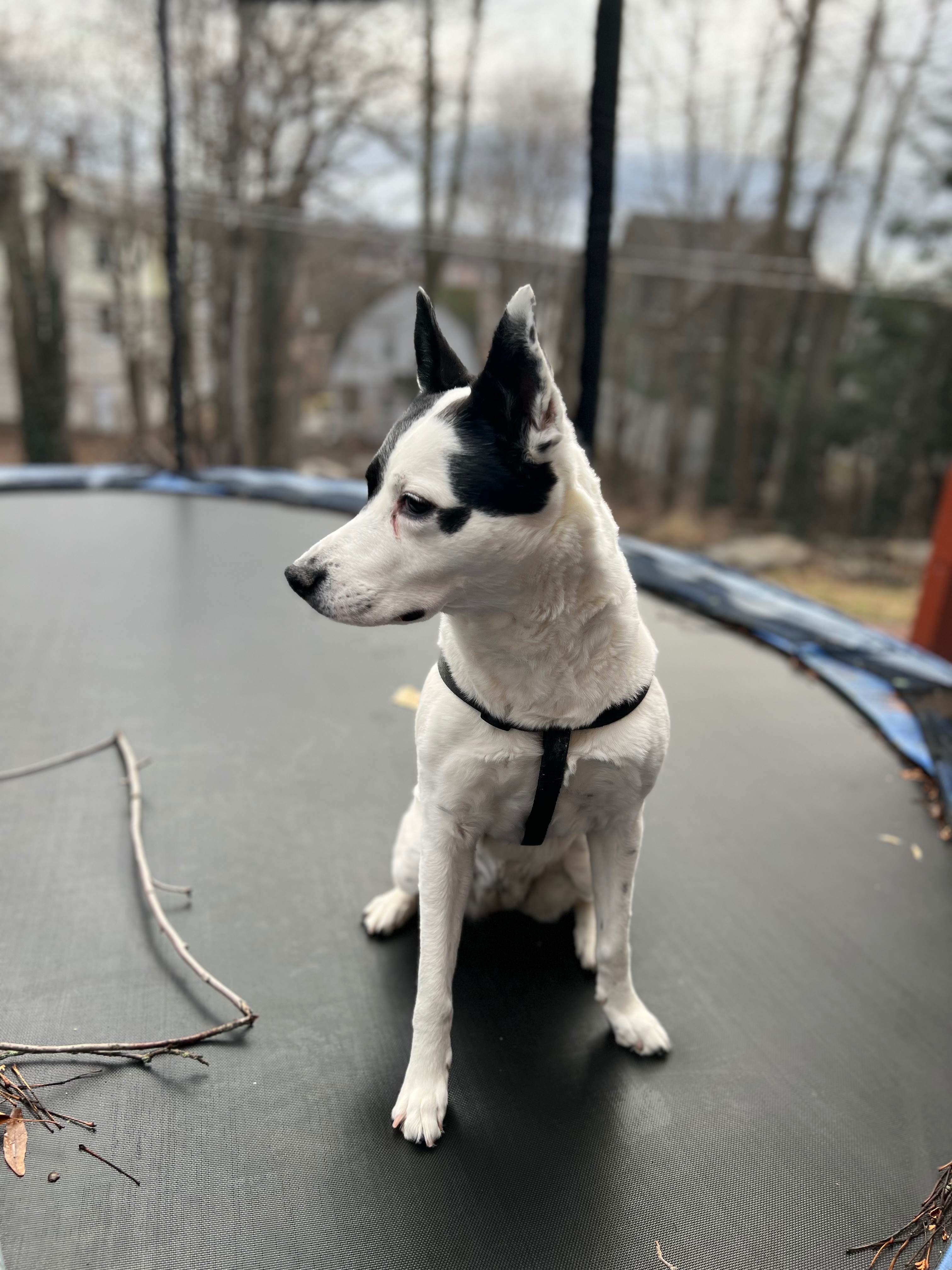 Help Nyla Get the Surgery She Needs campaign photo, 6 of 8