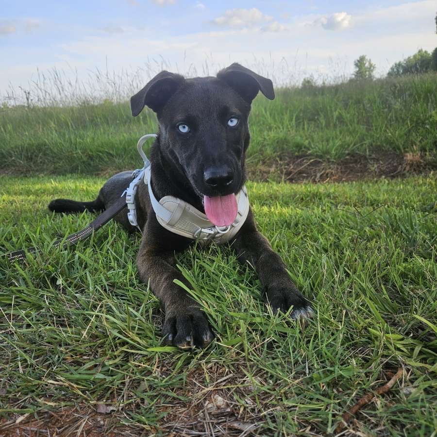 Help Blue Get His Leg Surgery campaign photo, 7 of 8