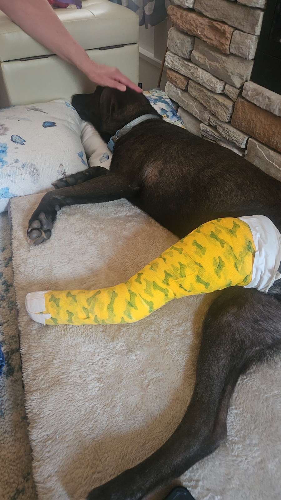 Help Blue Get His Leg Surgery campaign photo, 2 of 8