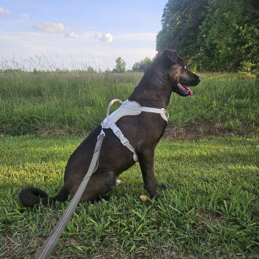 Help Blue Get His Leg Surgery campaign photo, 4 of 8
