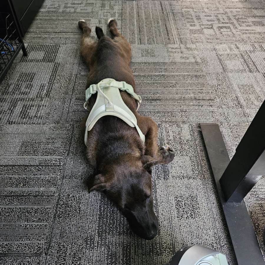 Help Blue Get His Leg Surgery campaign photo, 6 of 8