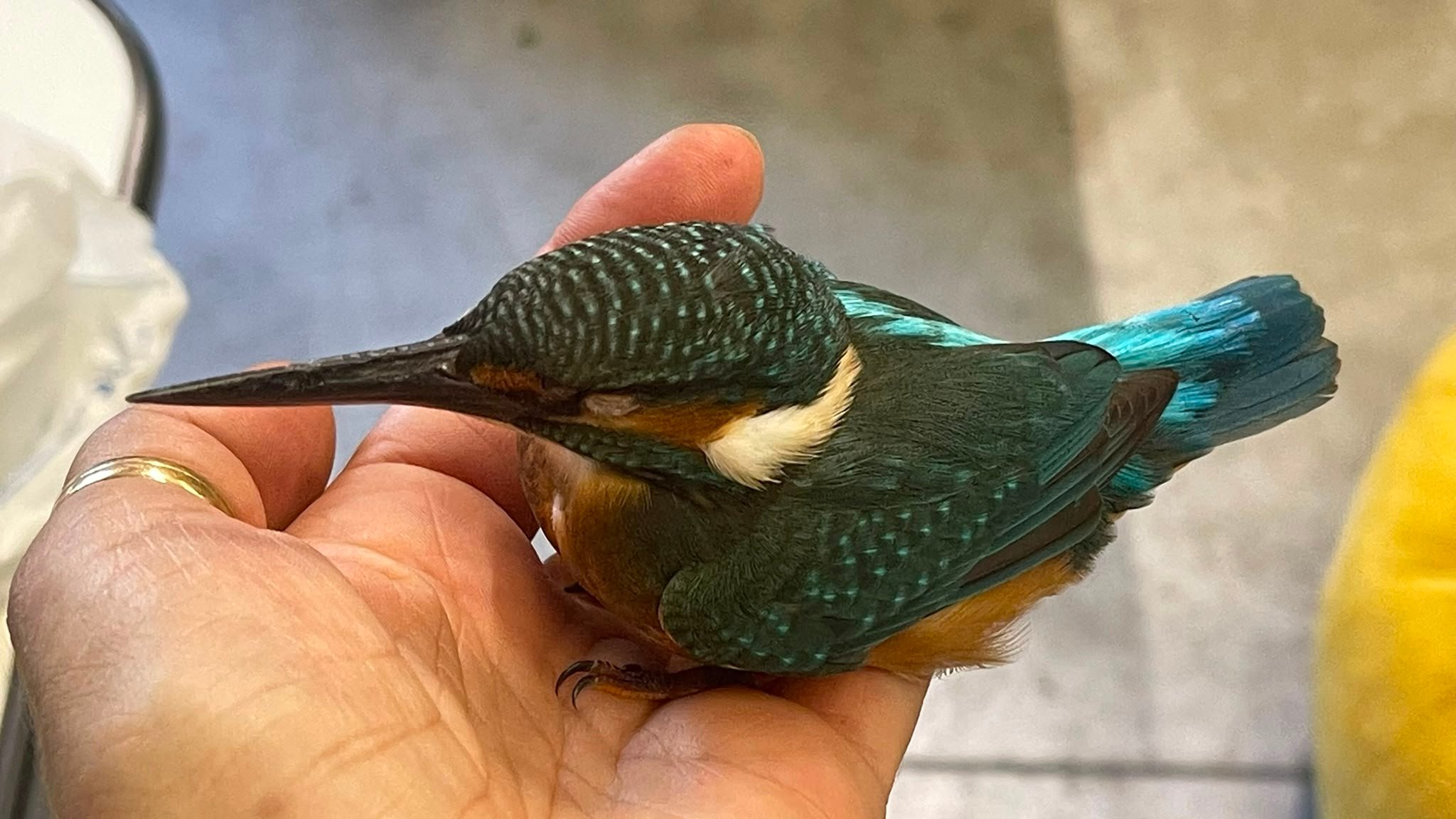 Foto della campagna Aiutiamo il CRAS SEMIA a salvare la fauna selvatica, 2 di 5