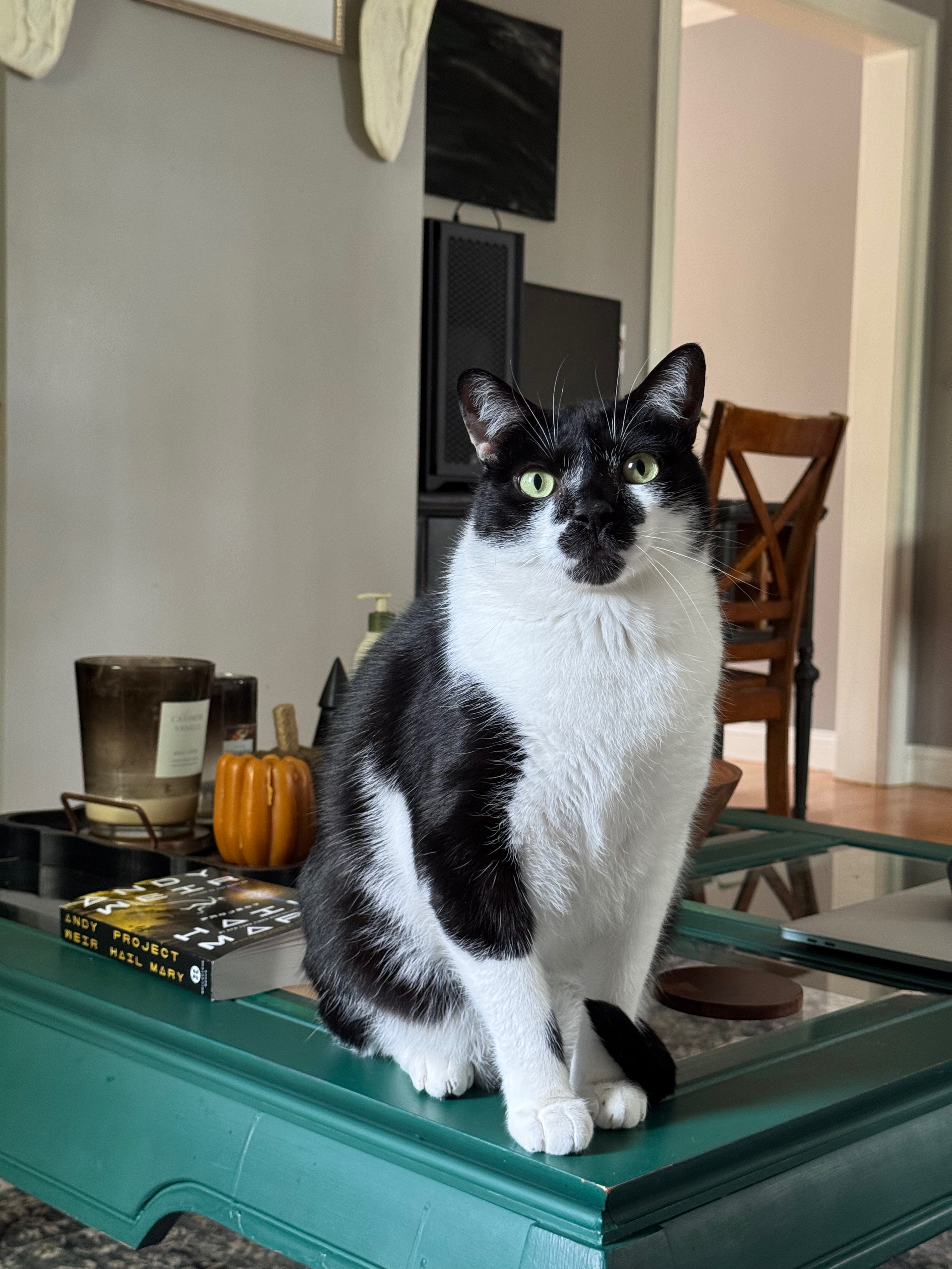 Moo Man’s Urgent Surgery campaign photo, 5 of 6
