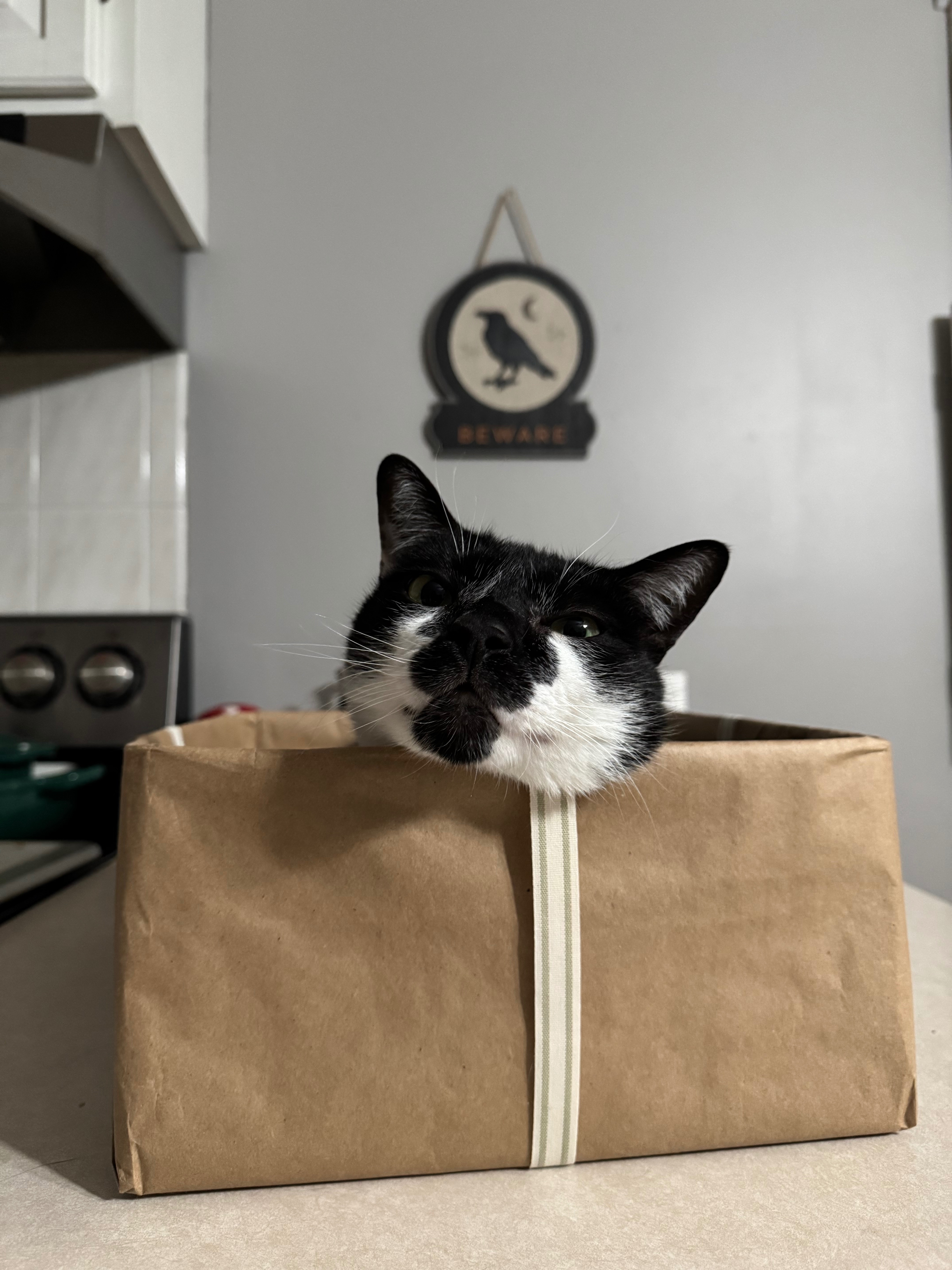 Moo Man’s Urgent Surgery campaign photo, 2 of 6