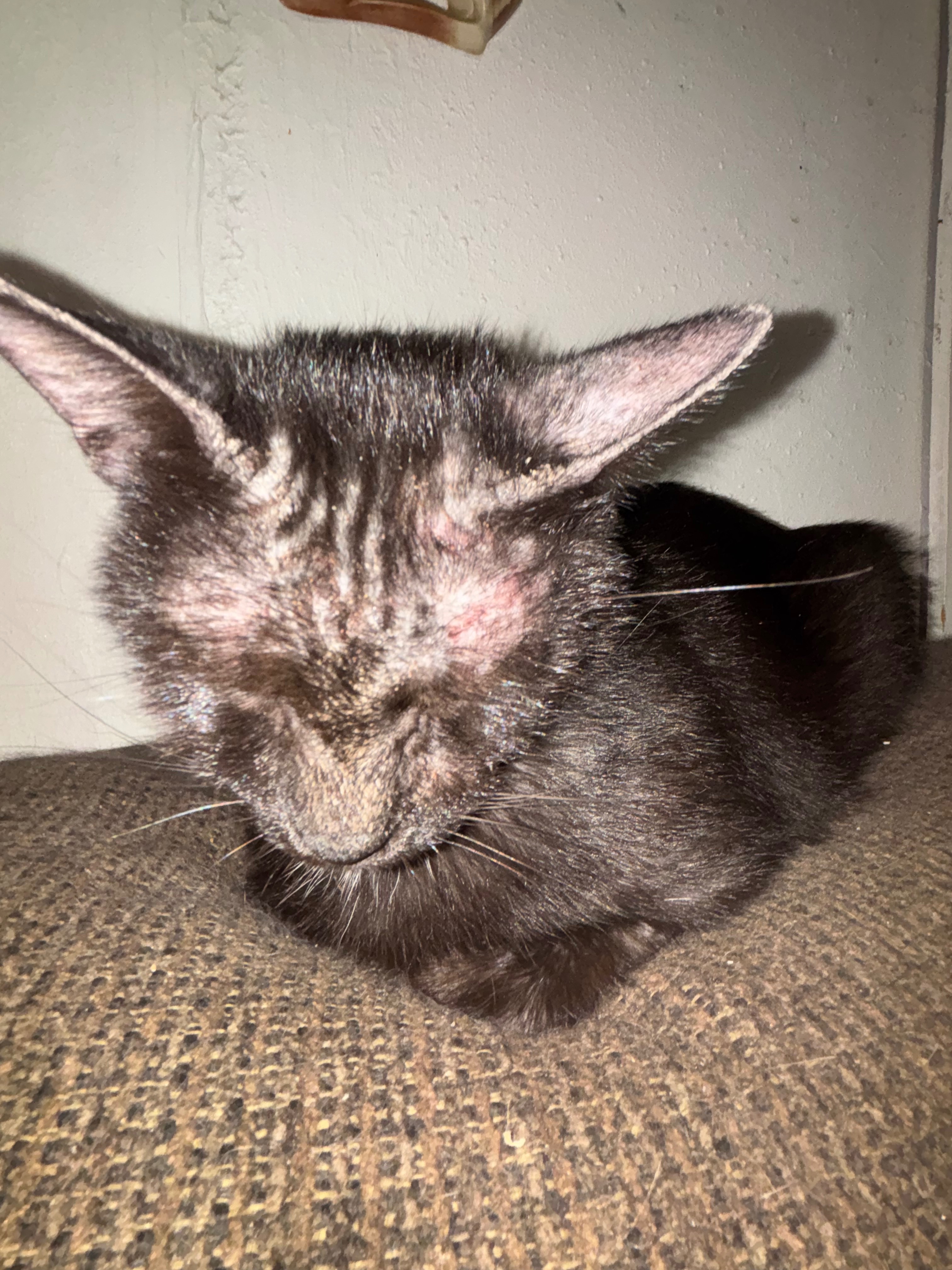 Help My Cats Get Mange Treatment campaign photo, 7 of 8