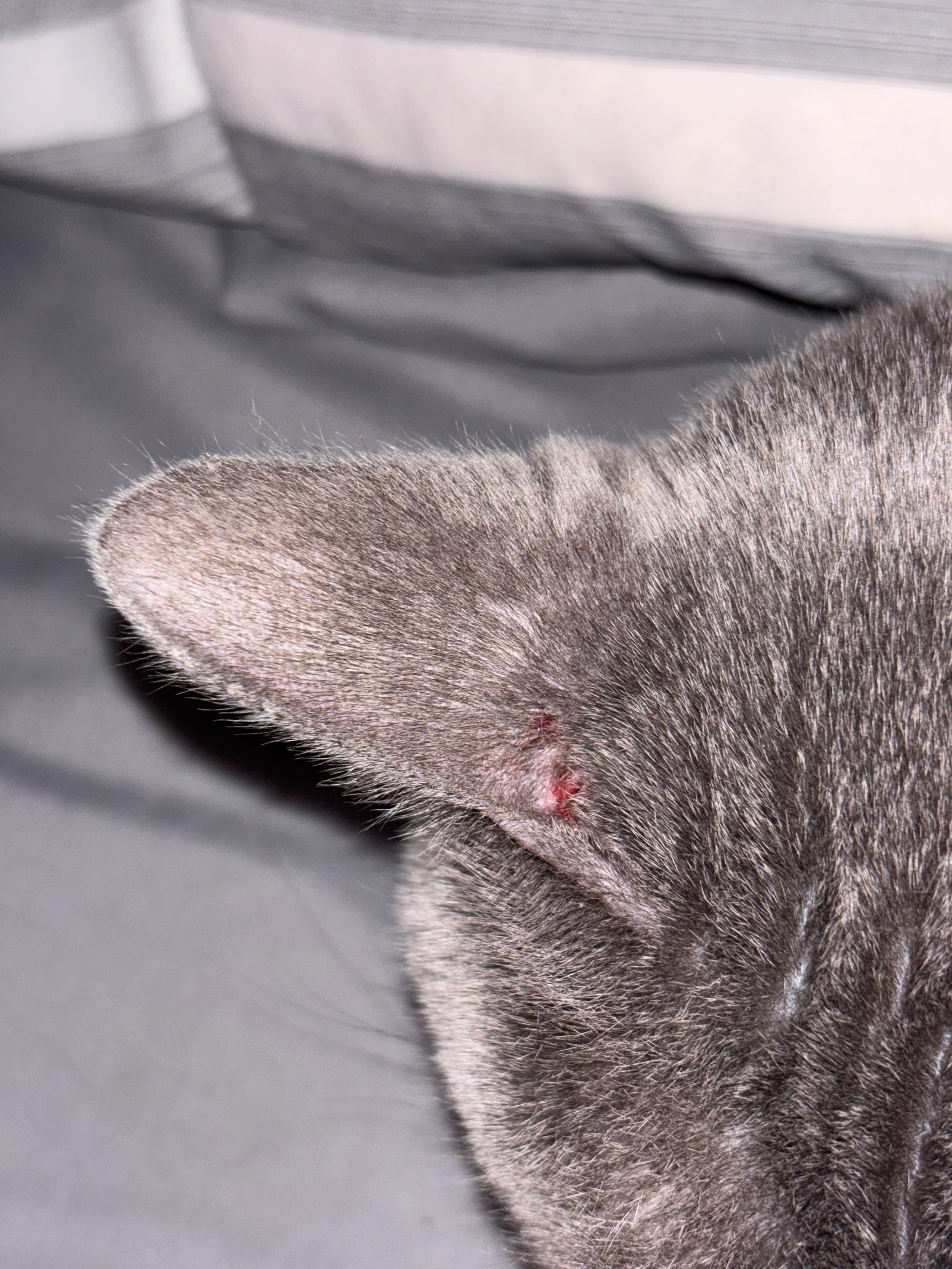 Help My Cats Get Mange Treatment campaign photo, 2 of 8