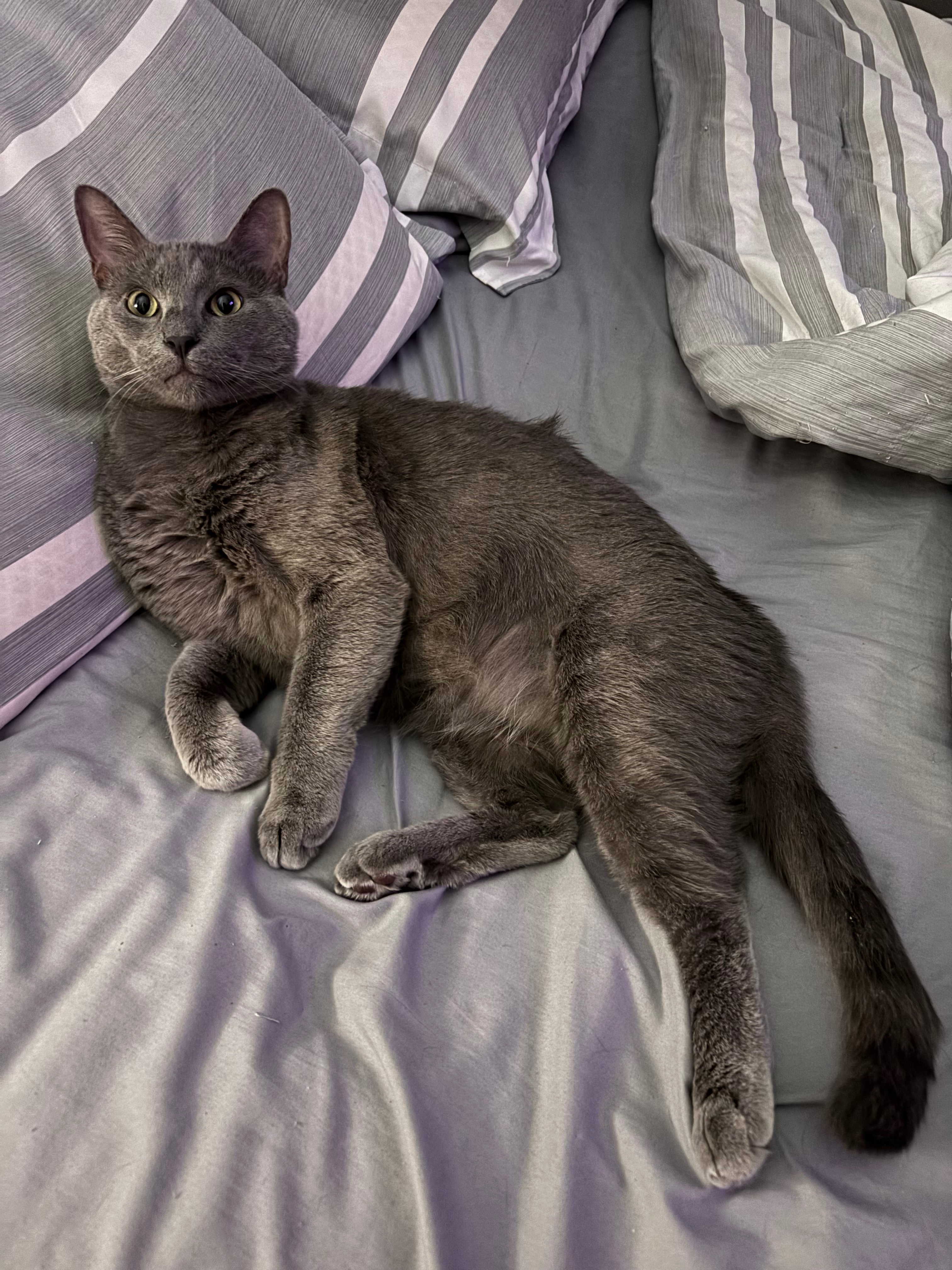 Help My Cats Get Mange Treatment campaign photo, 4 of 8