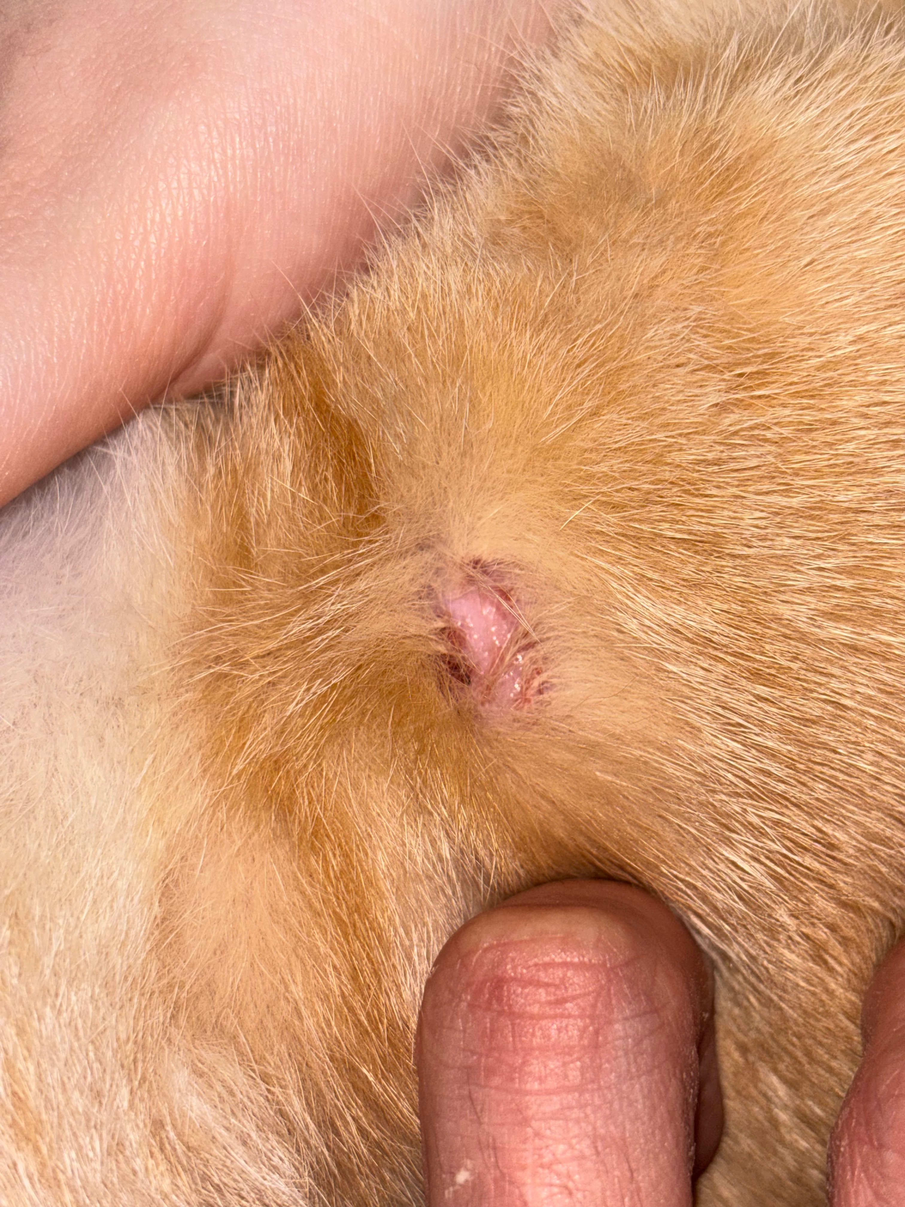 Help My Cats Get Mange Treatment campaign photo, 5 of 8