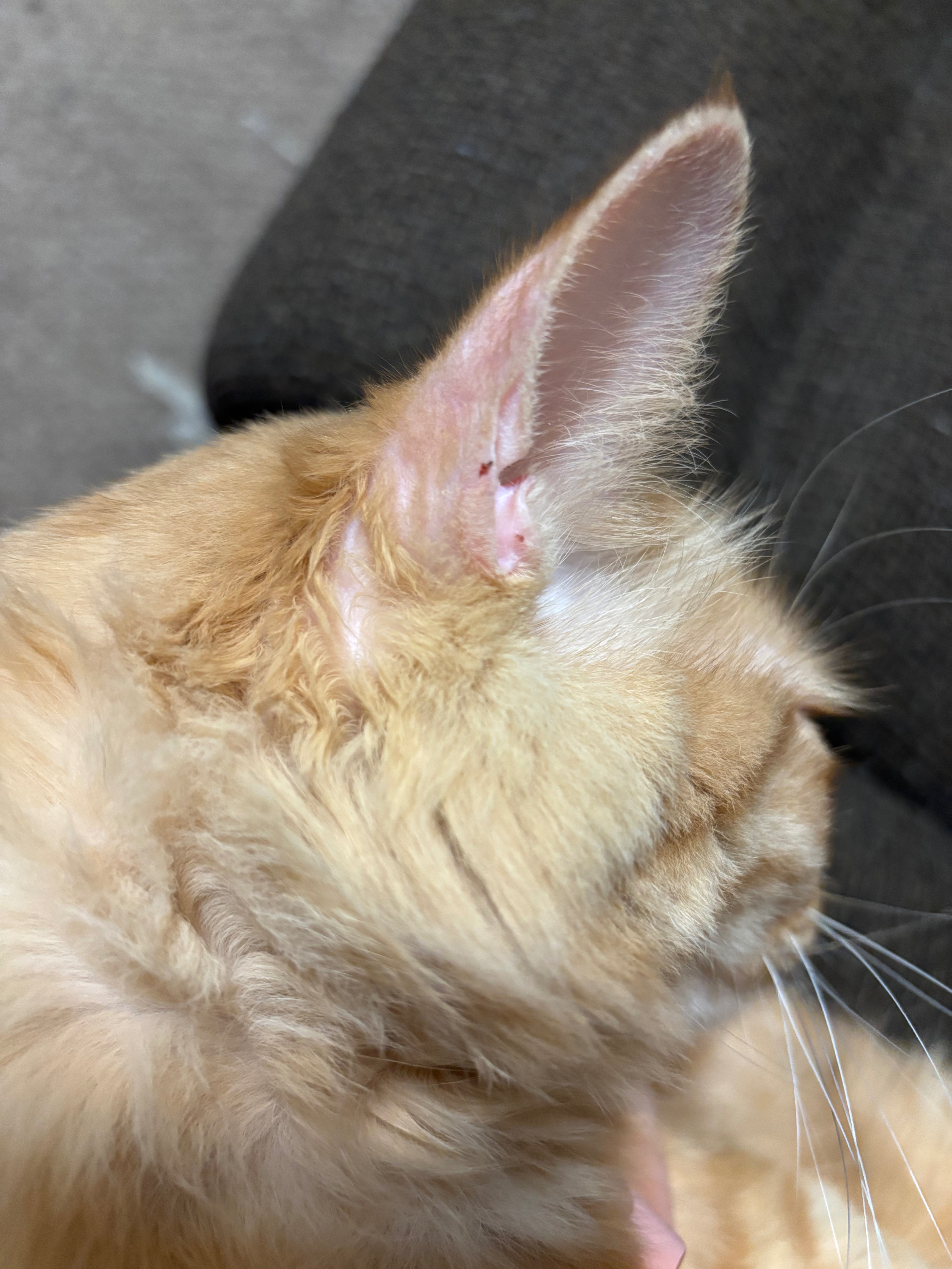 Help My Cats Get Mange Treatment campaign photo, 6 of 8