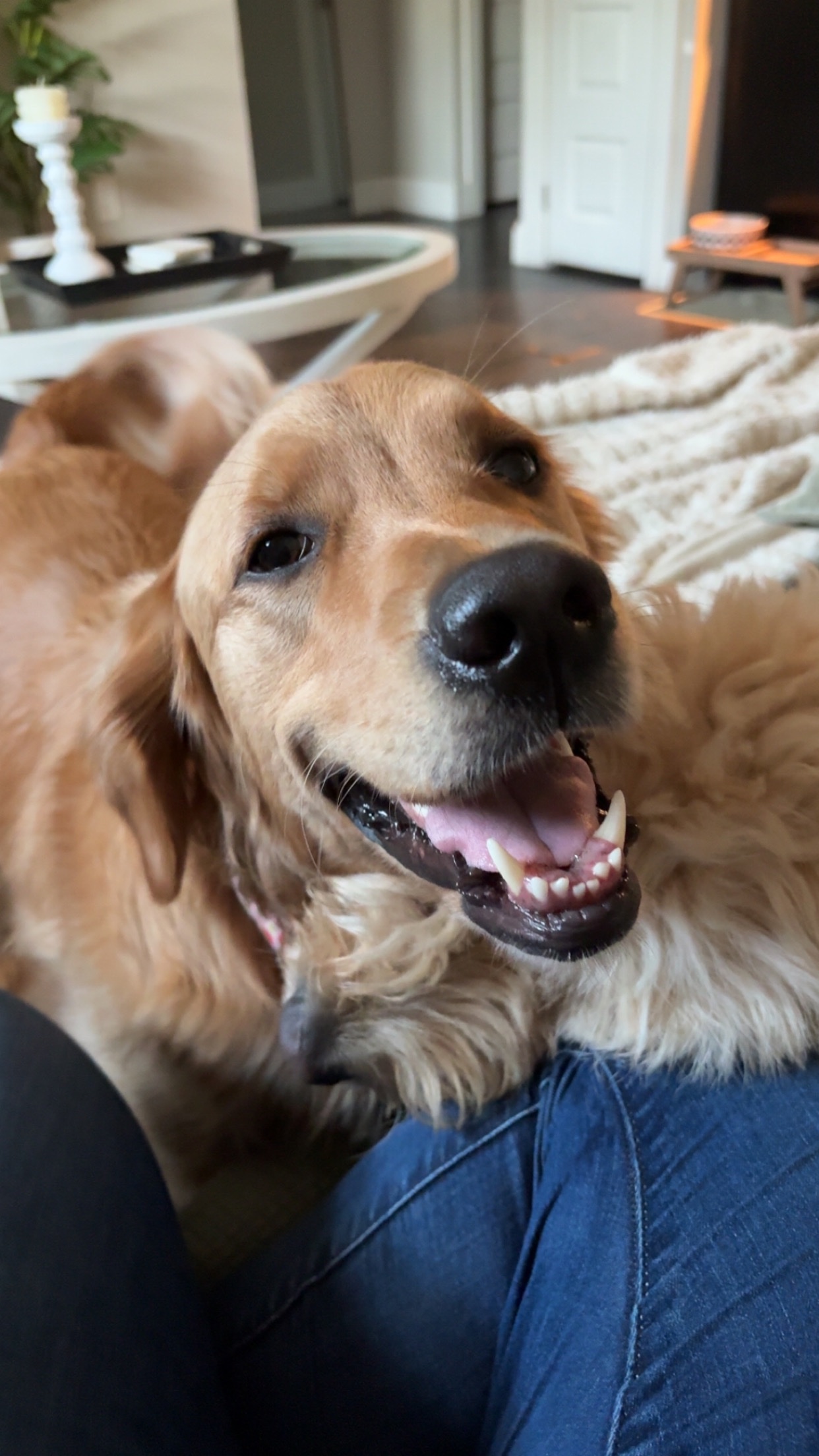 Help Winnie Get Back On Her Paws campaign photo, 2 of 8