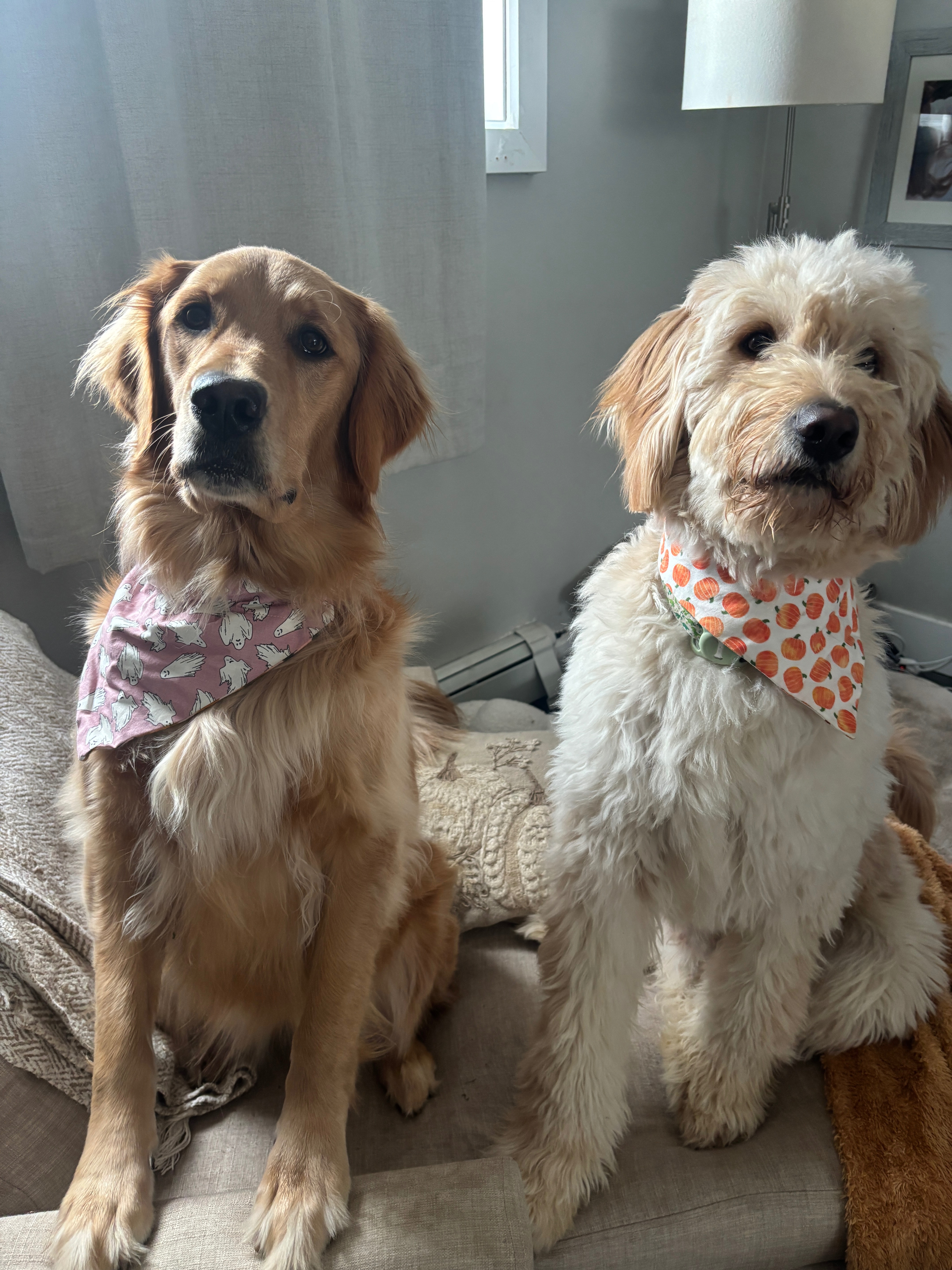 Help Winnie Get Back On Her Paws campaign photo, 4 of 8