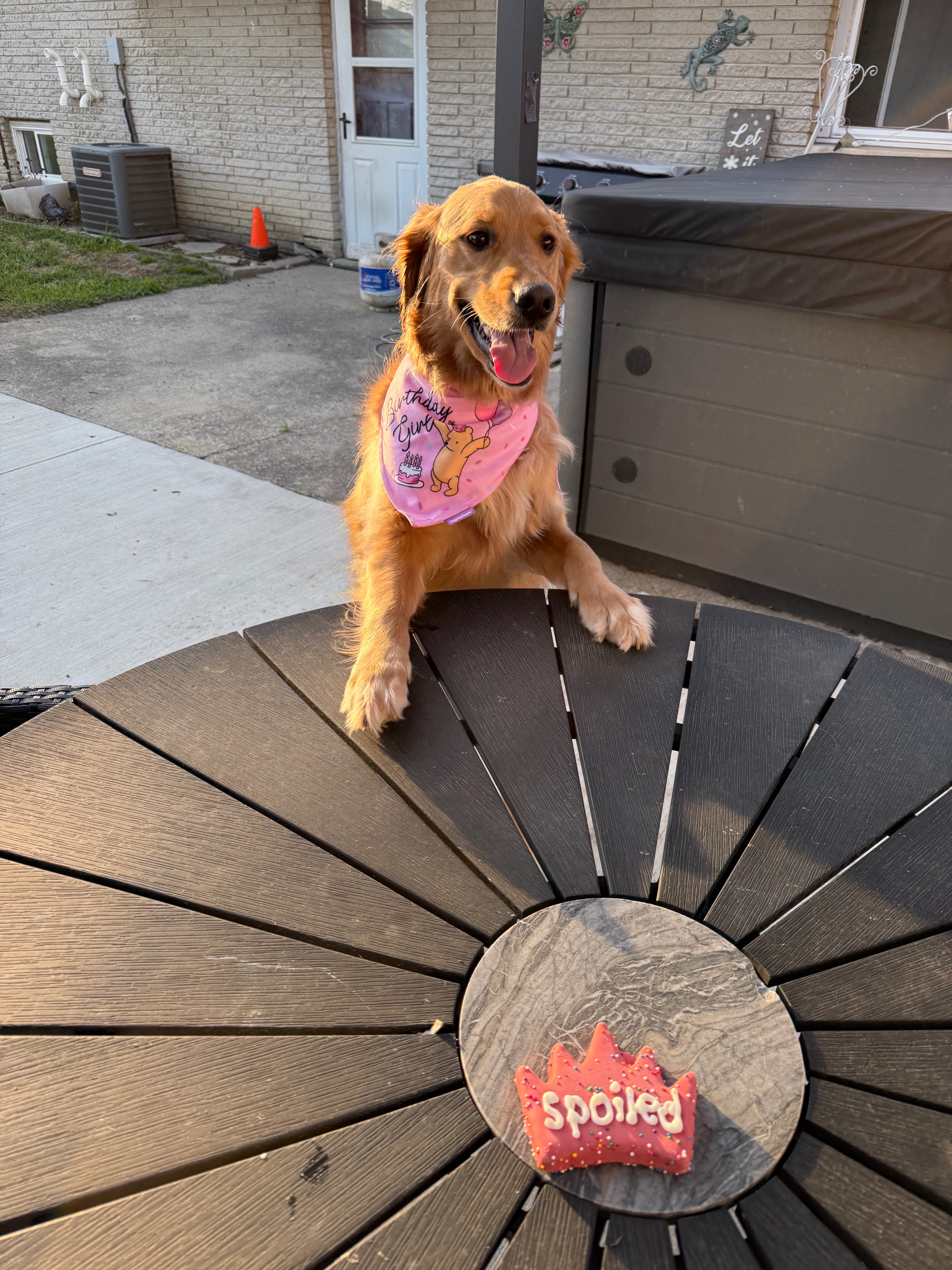 Help Winnie Get Back On Her Paws campaign photo, 6 of 8