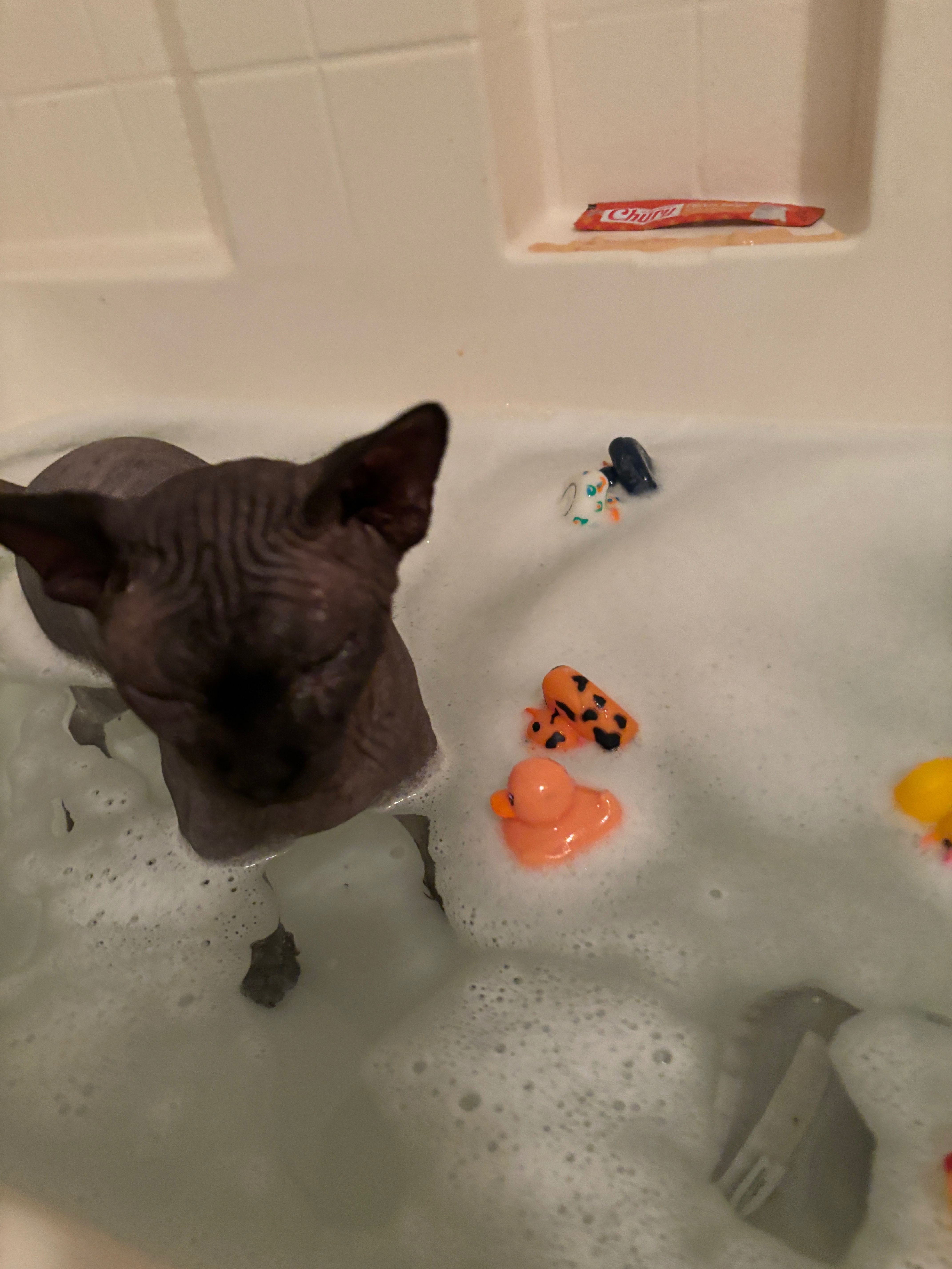 Help Stewart the Cat Get Eyelid Surgery campaign photo, 6 of 7