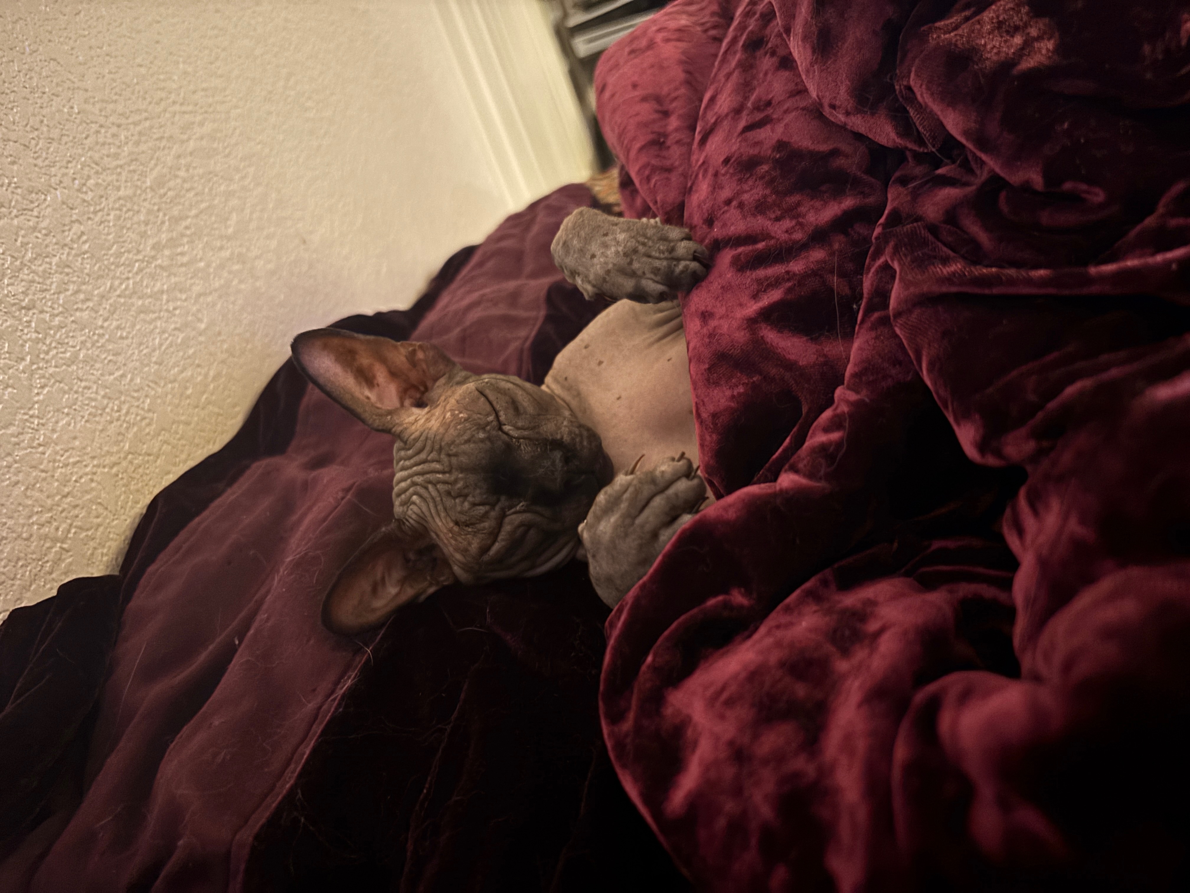 Help Stewart the Cat Get Eyelid Surgery campaign photo, 2 of 7