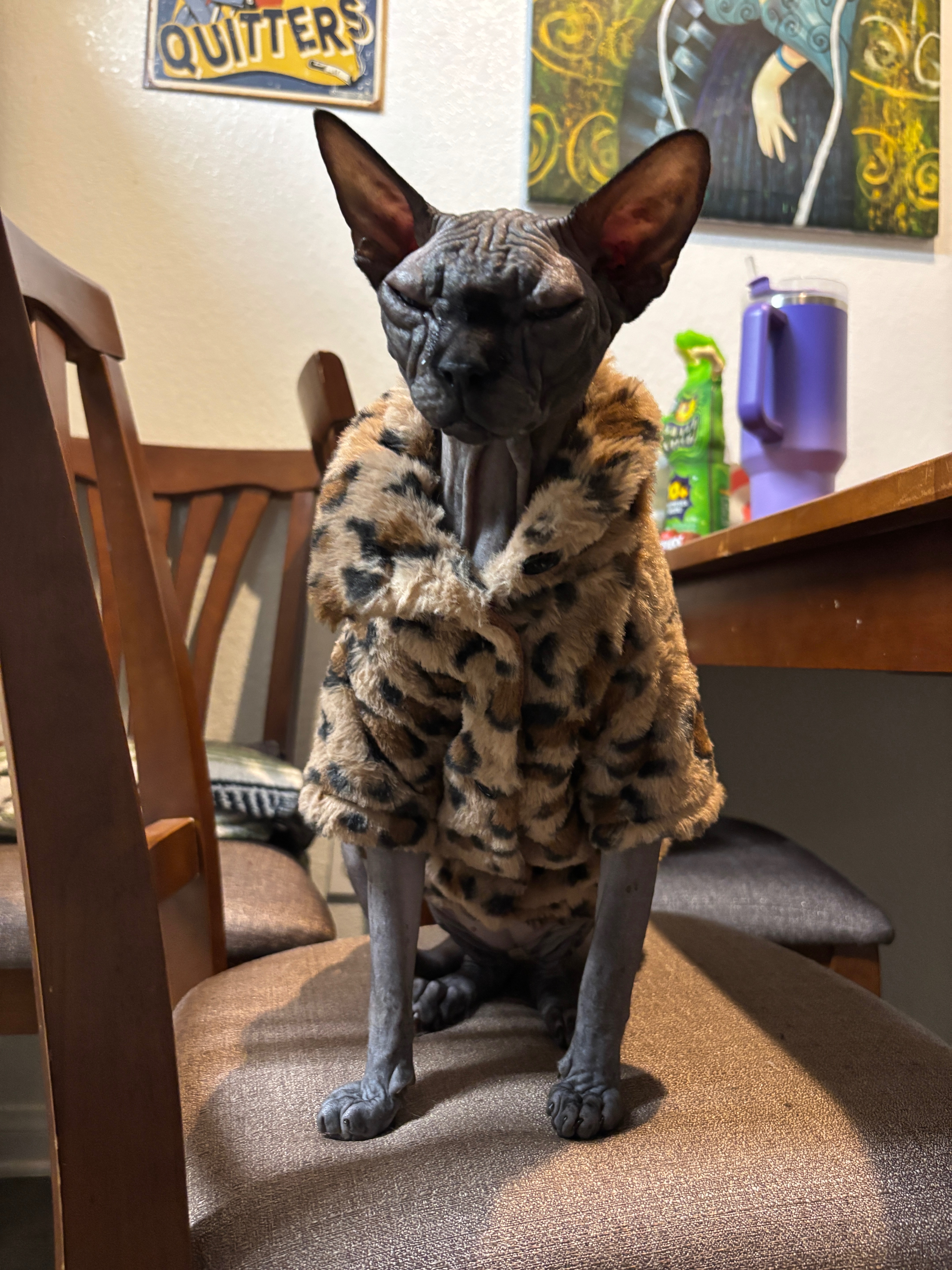 Help Stewart the Cat Get Eyelid Surgery campaign photo, 4 of 7