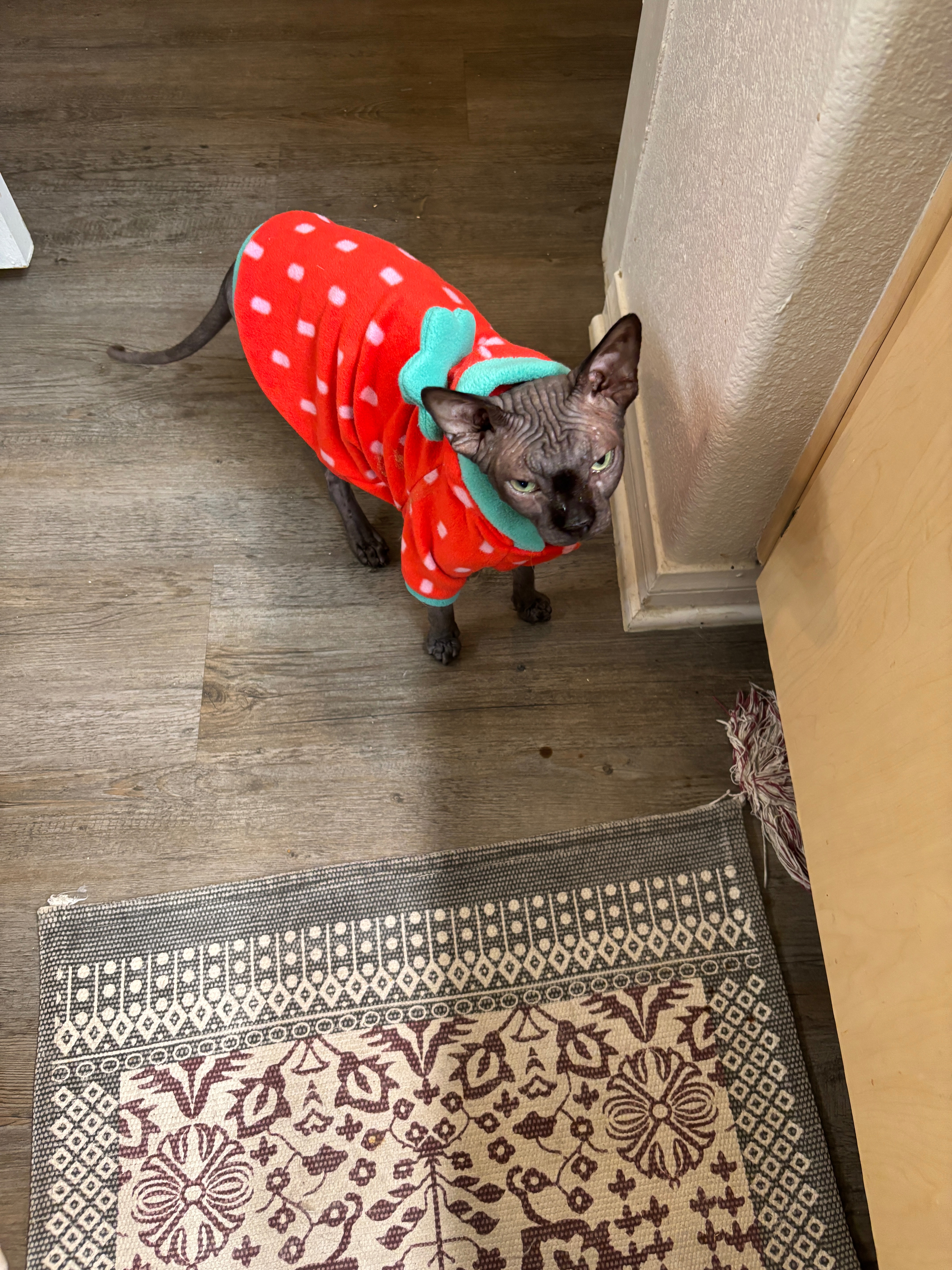 Help Stewart the Cat Get Eyelid Surgery campaign photo, 5 of 7