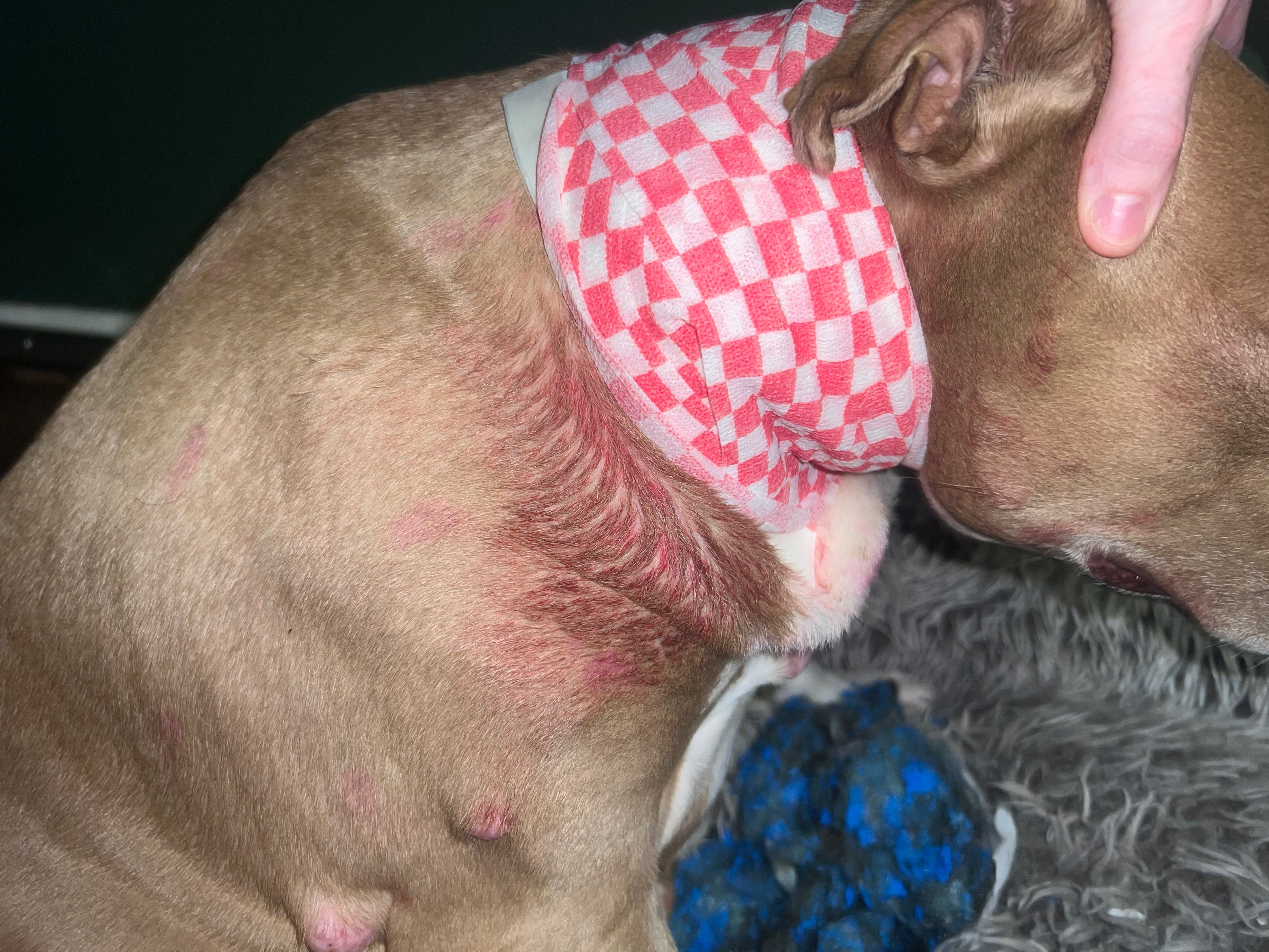Help Us Remove My Dog's Painful Lump campaign photo, 7 of 8