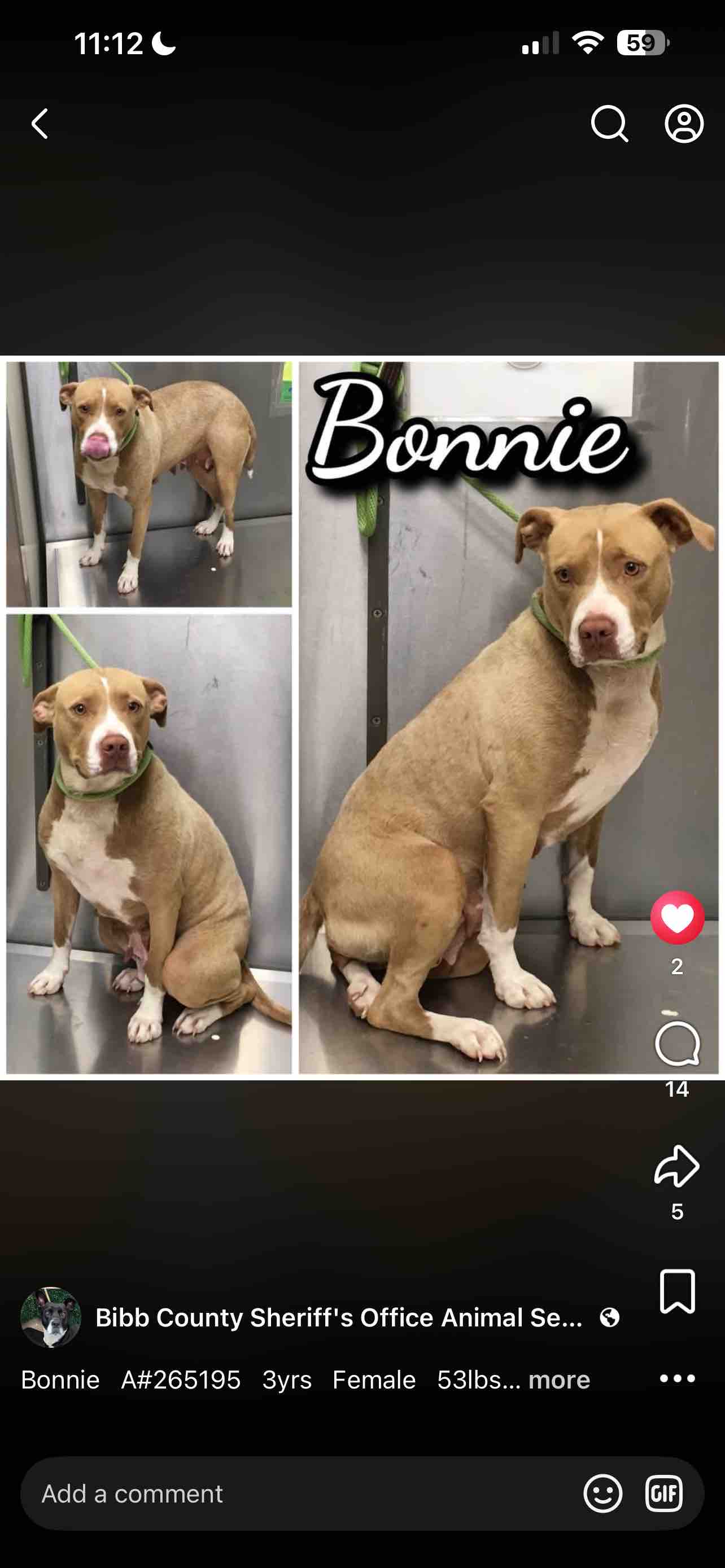 Help Us Remove My Dog's Painful Lump campaign photo, 2 of 8
