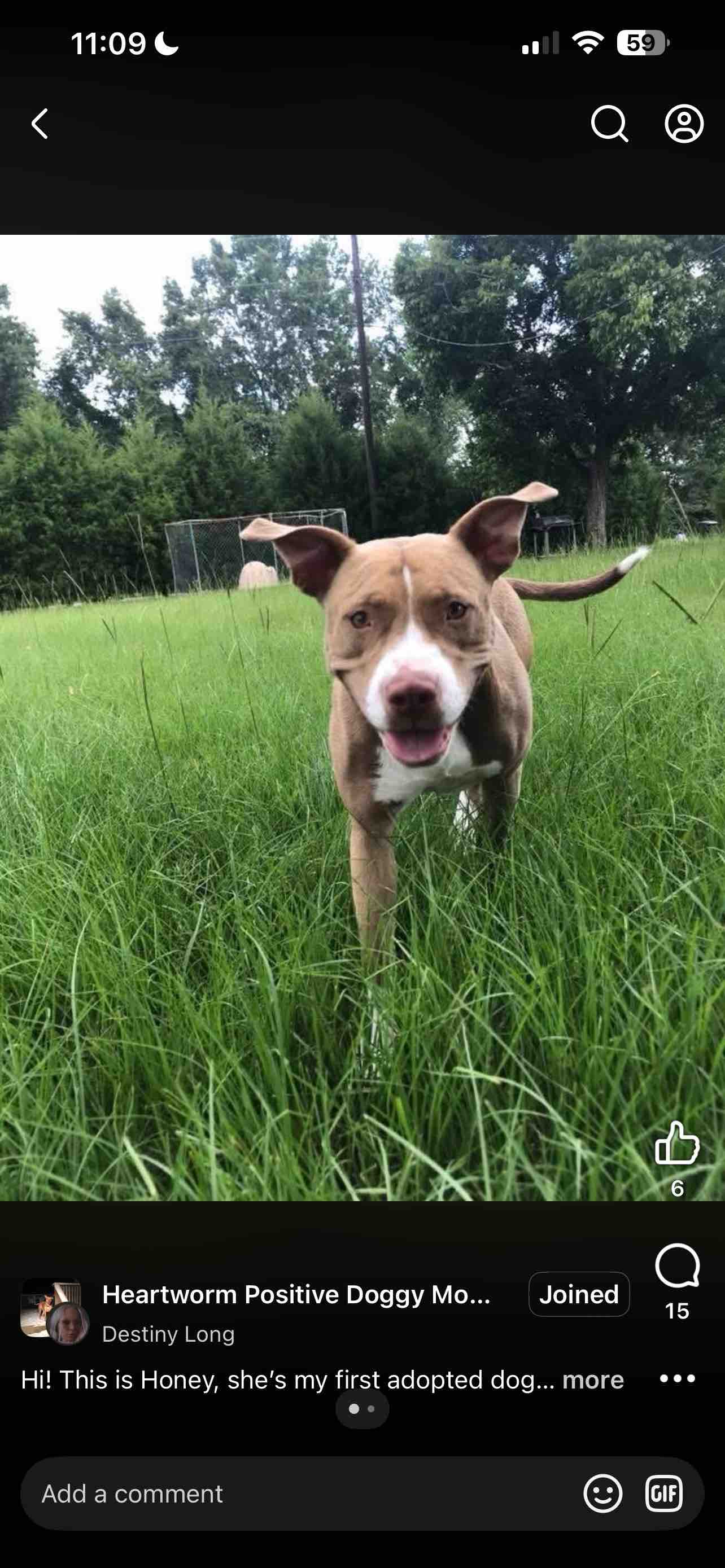 Help Us Remove My Dog's Painful Lump campaign photo, 5 of 8