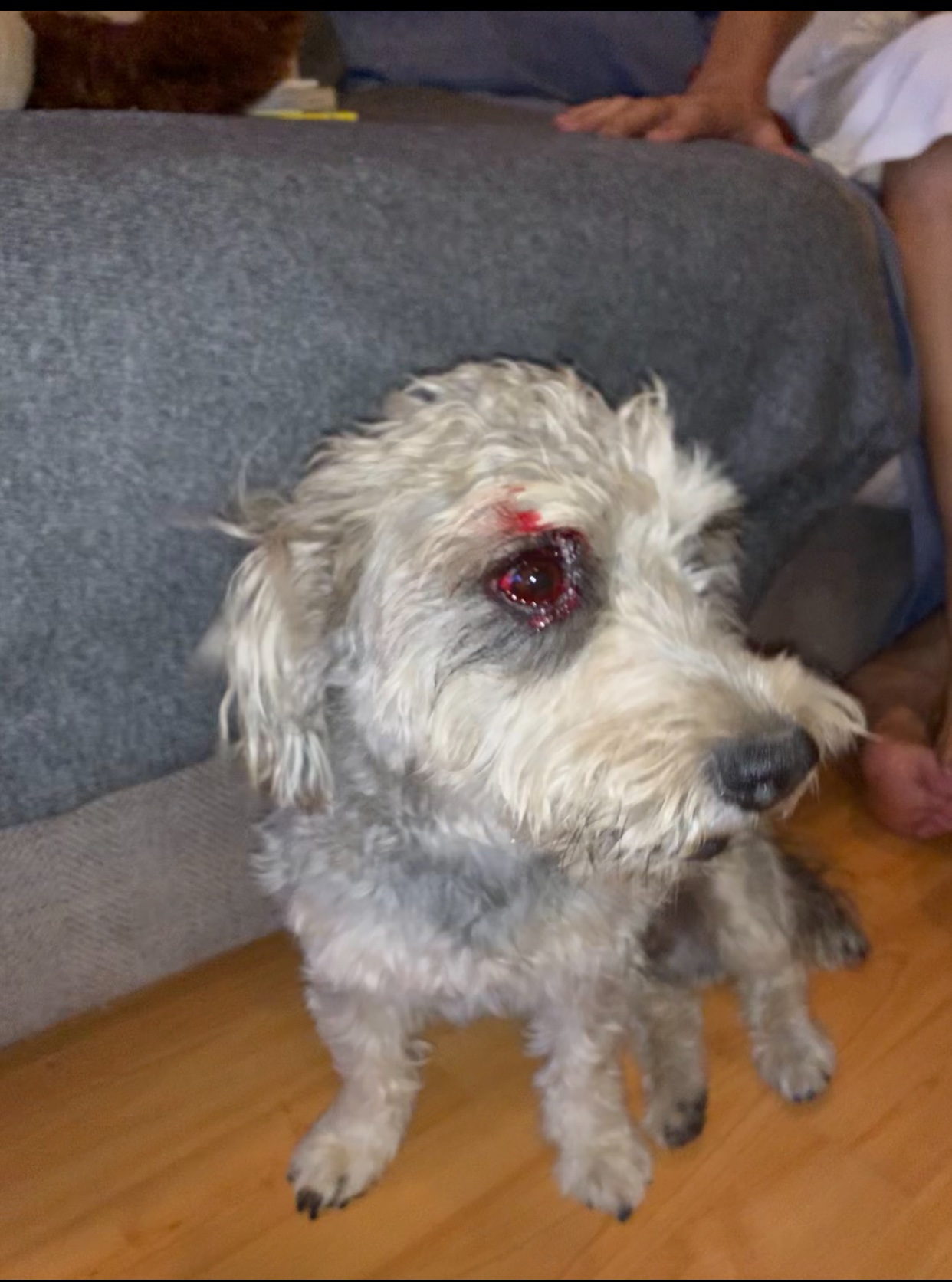 Urgent Care Needed for Our Injured Dog campaign photo, 6 of 7
