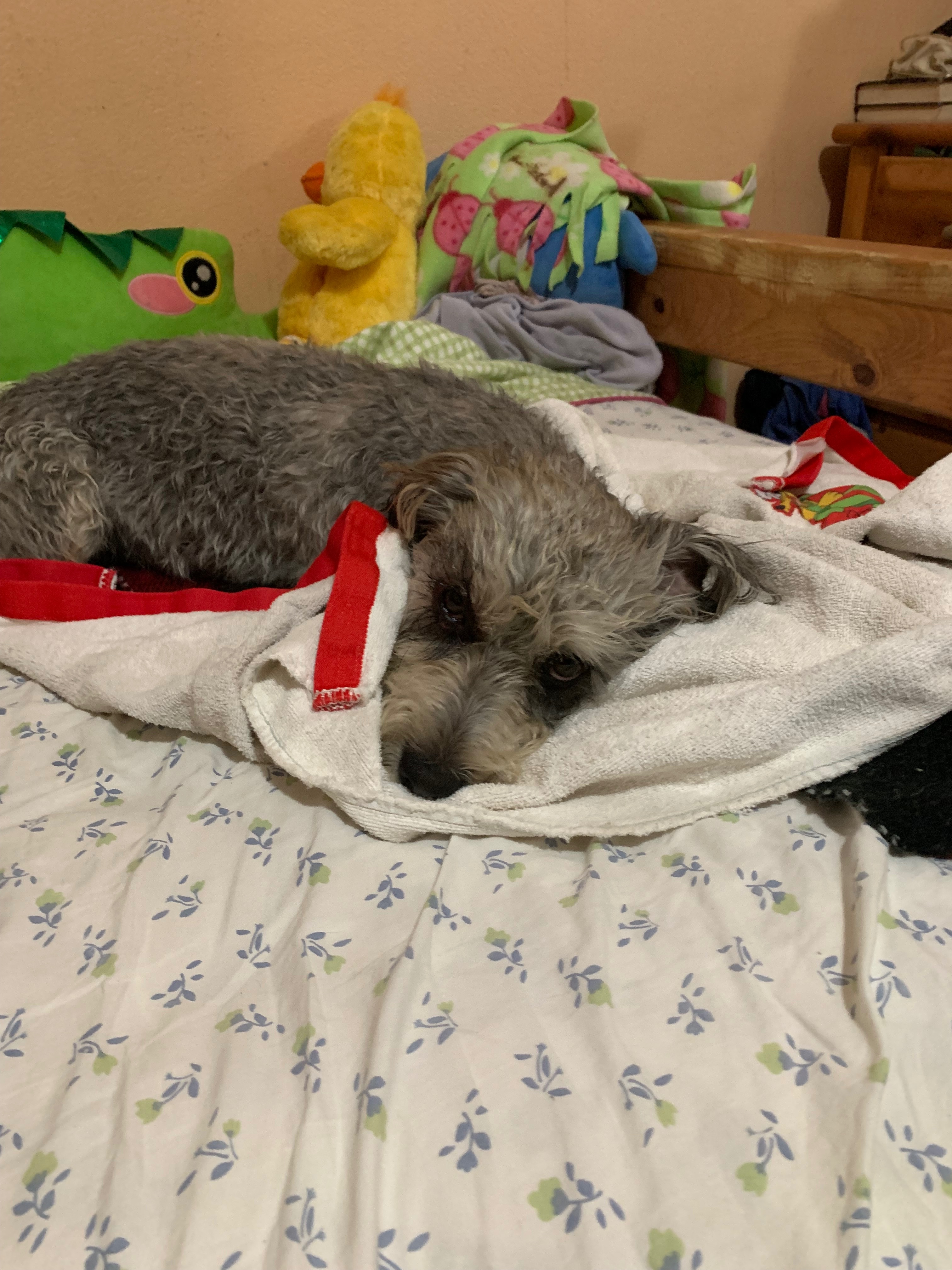 Urgent Care Needed for Our Injured Dog campaign photo, 2 of 7