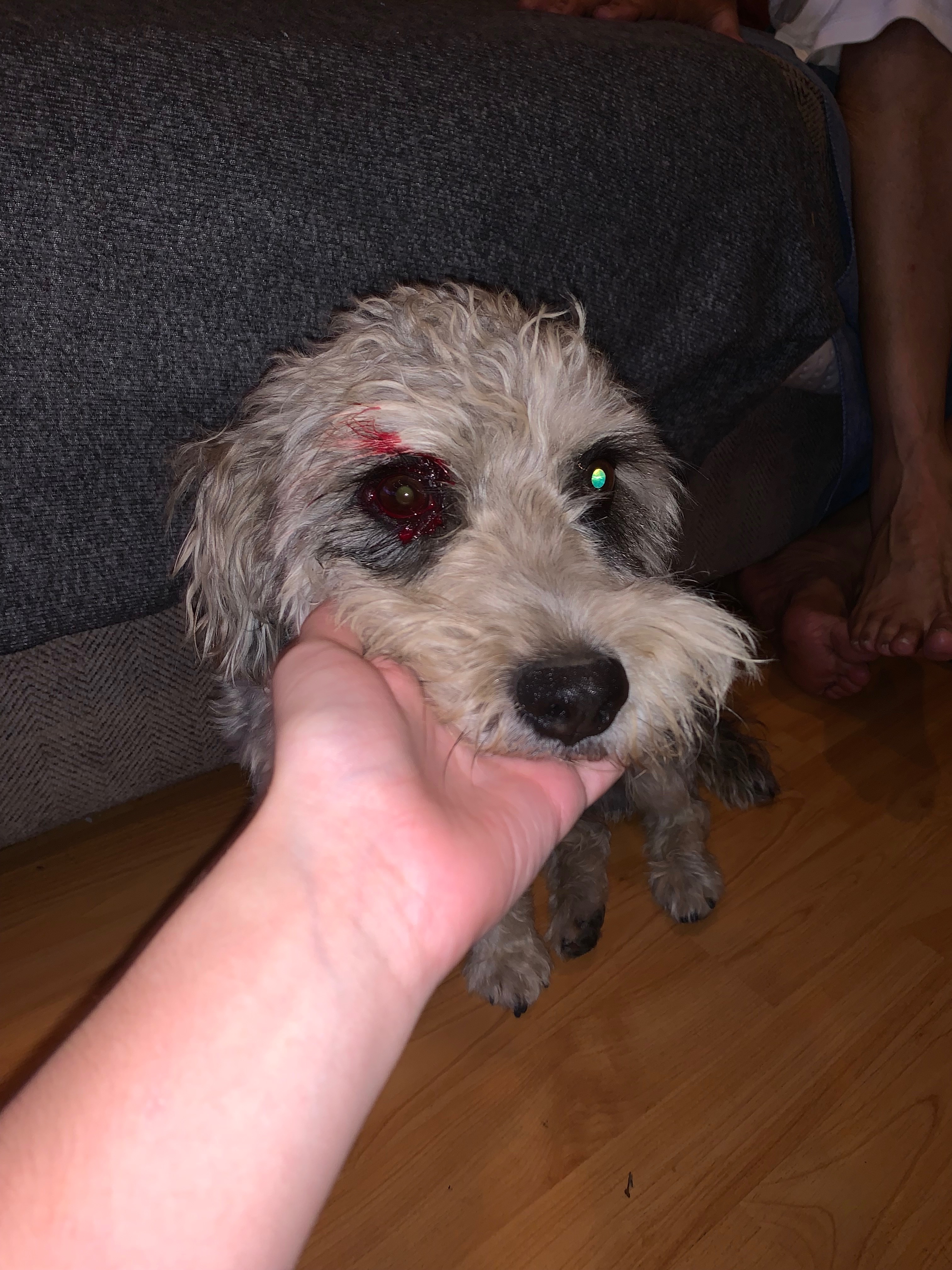 Urgent Care Needed for Our Injured Dog campaign photo, 4 of 7
