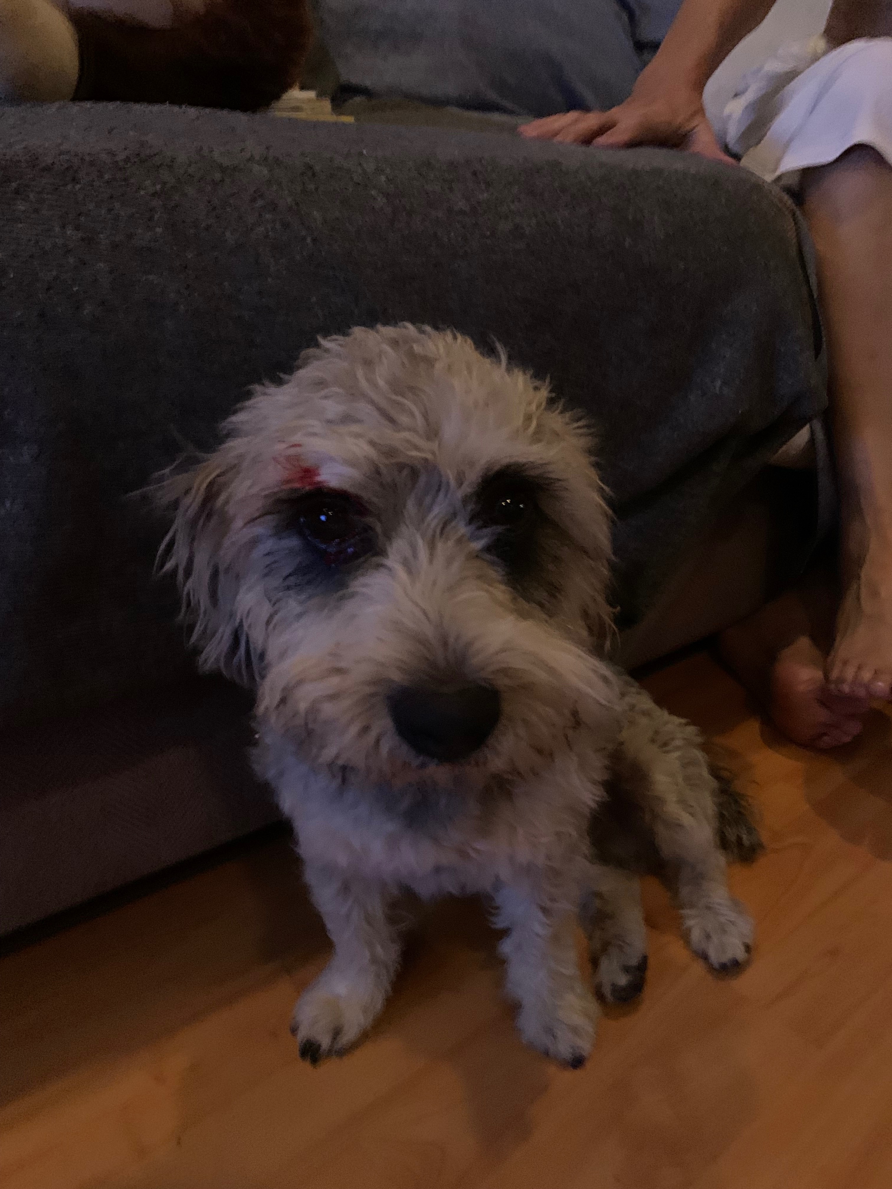 Urgent Care Needed for Our Injured Dog campaign photo, 5 of 7