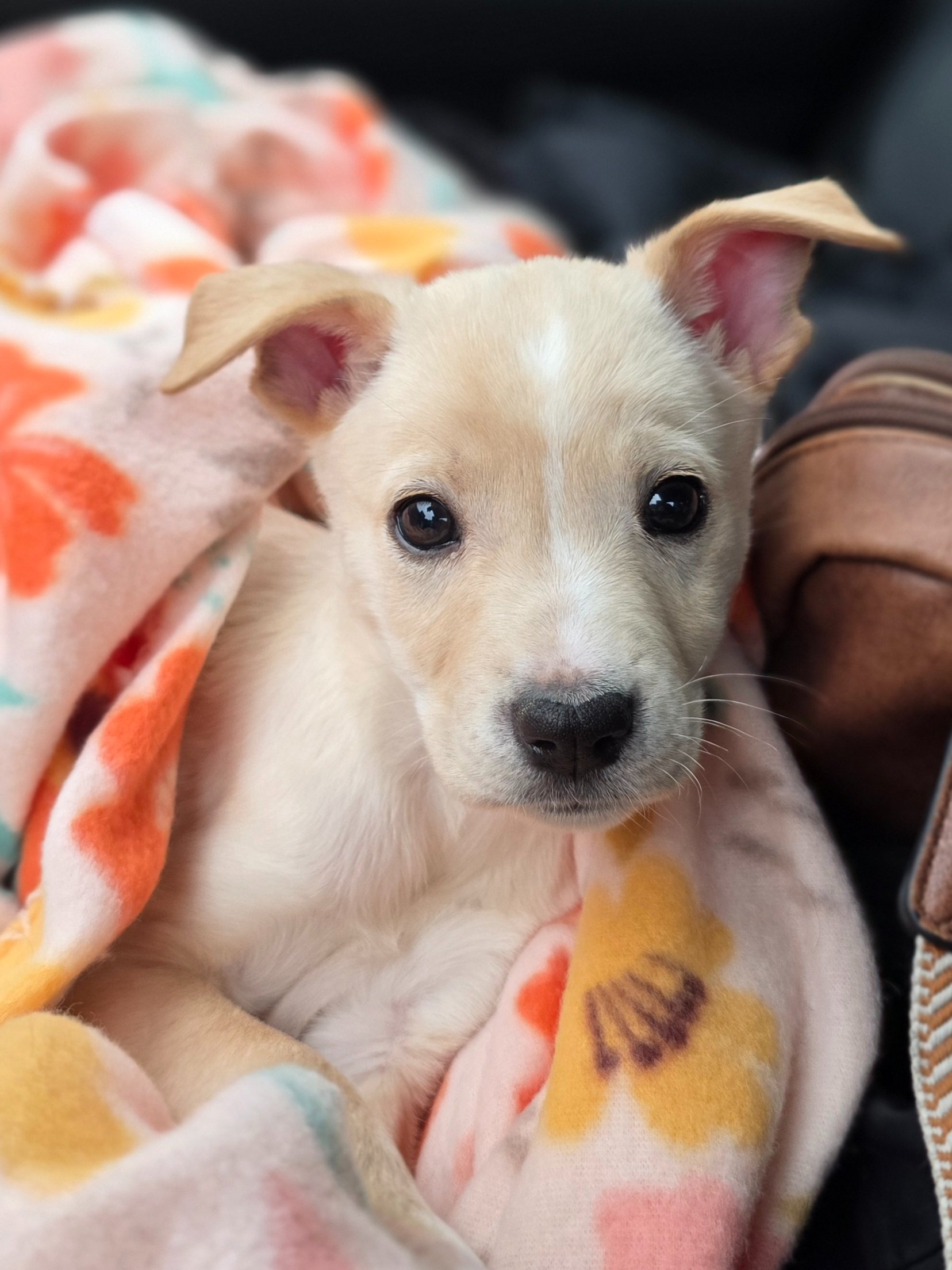 Support the Junebug Foundation's Mission campaign photo, 2 of 8