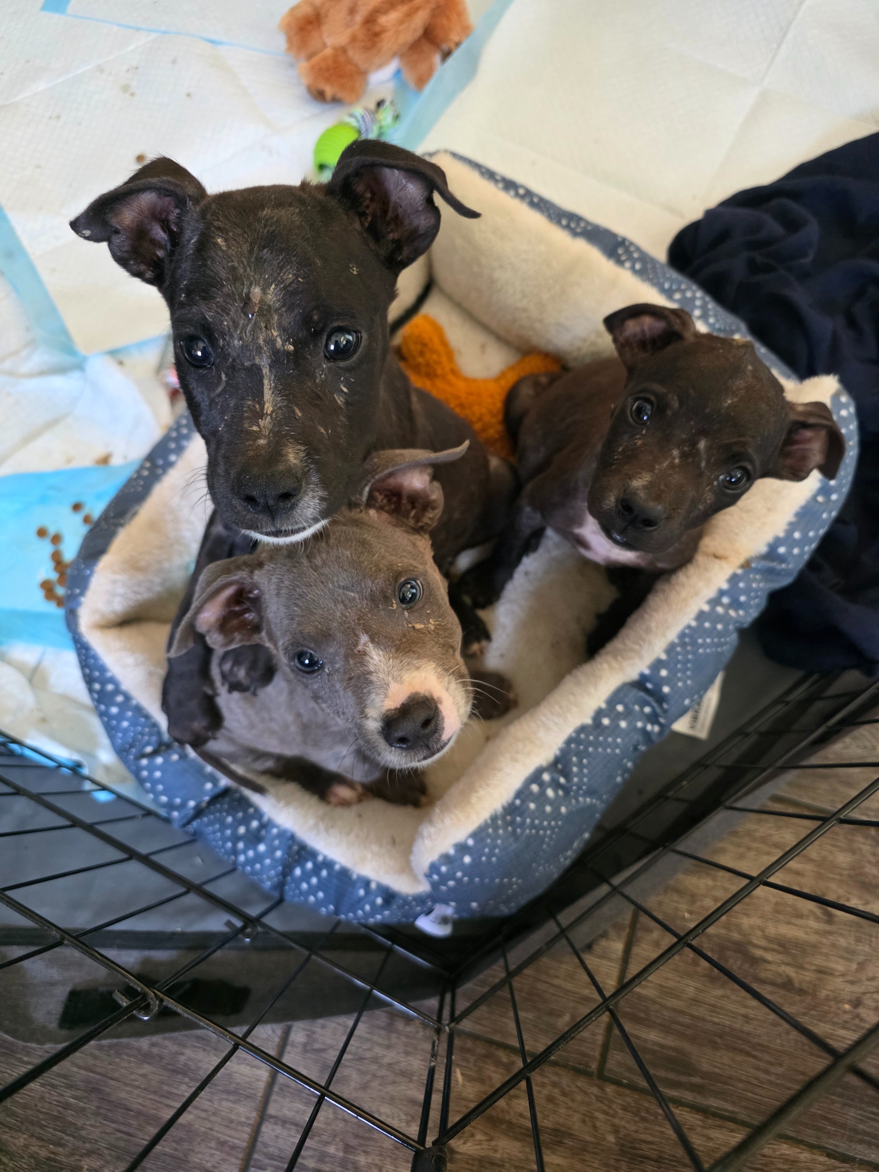 Support the Junebug Foundation's Mission campaign photo, 5 of 8
