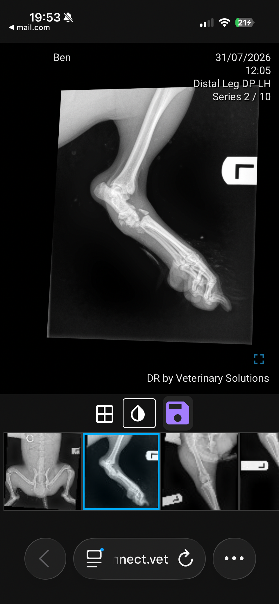 Stray benjis leg repair campaign photo, 4 of 8