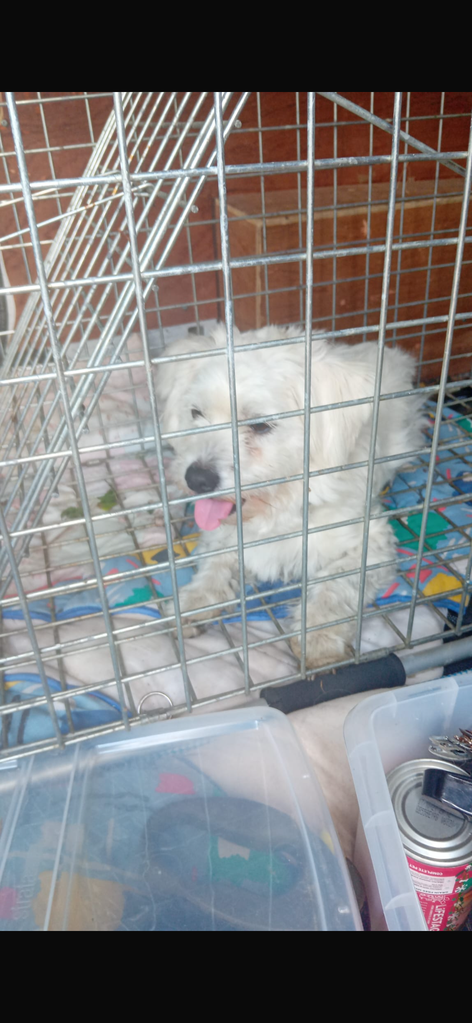 Stray benjis leg repair campaign photo, 5 of 8