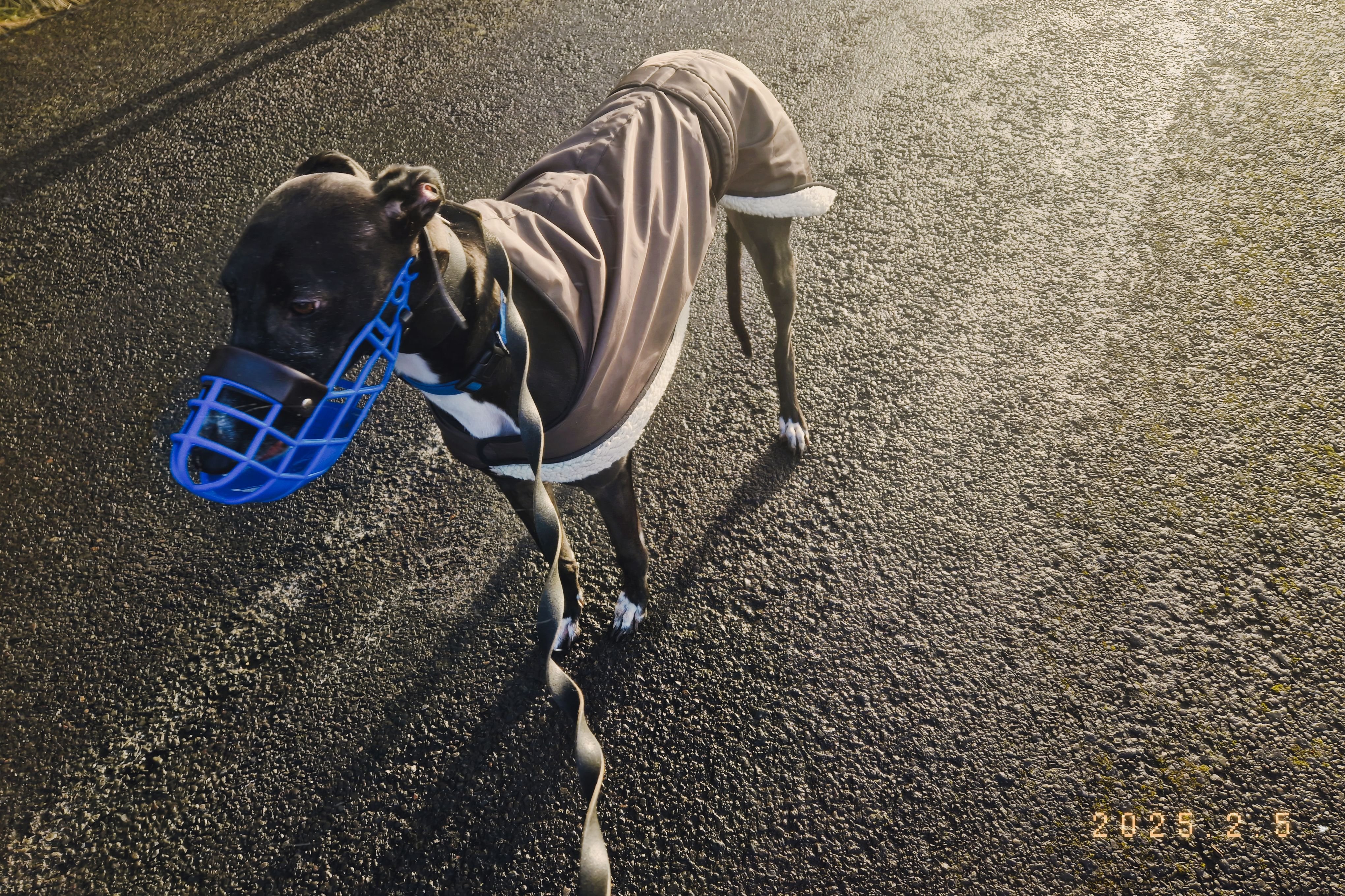 Help us raise money for Sheffield Retired Greyhounds campaign photo, 4 of 6