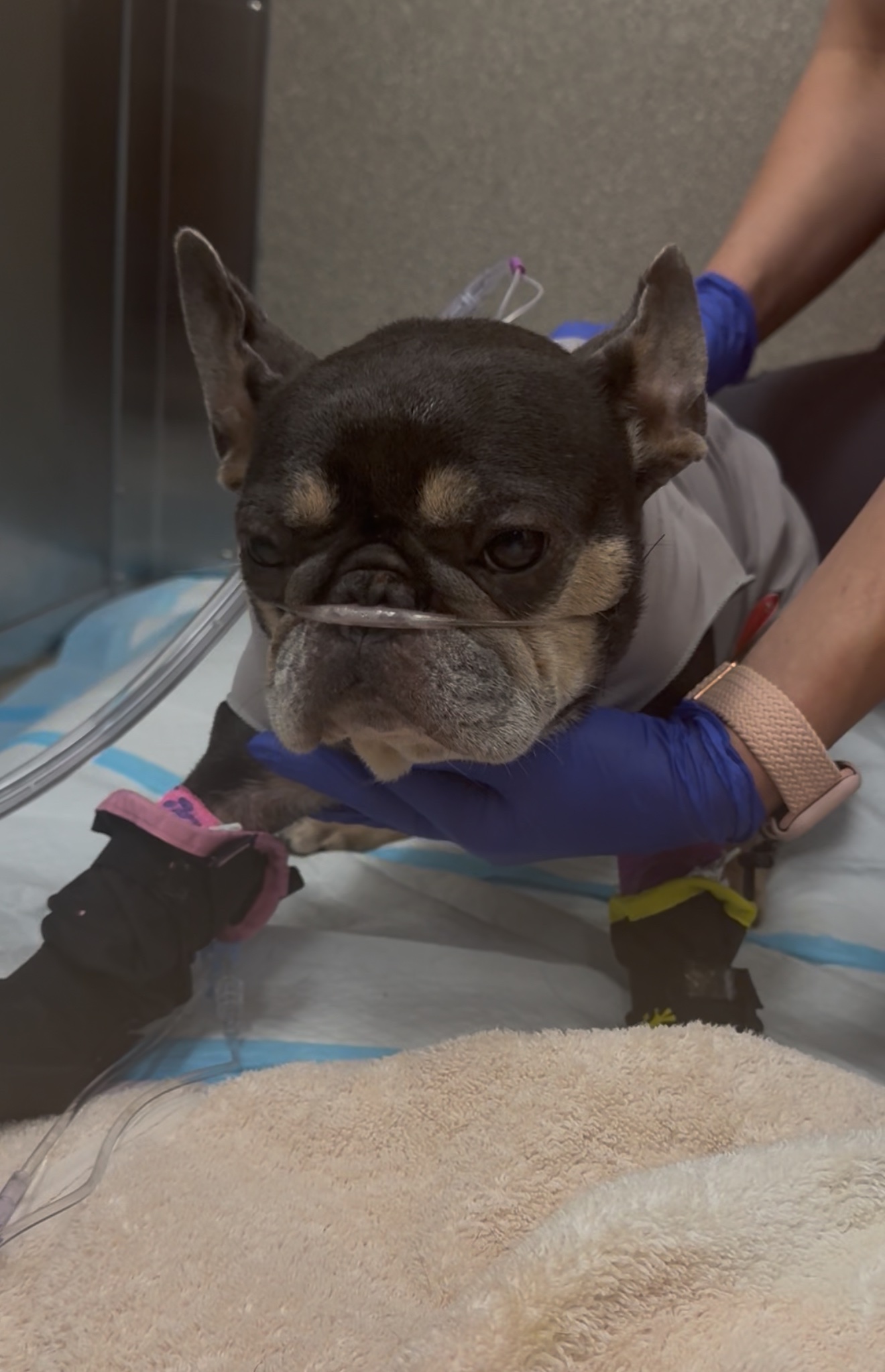 Help Zoey Get Critical Care campaign photo, 7 of 8