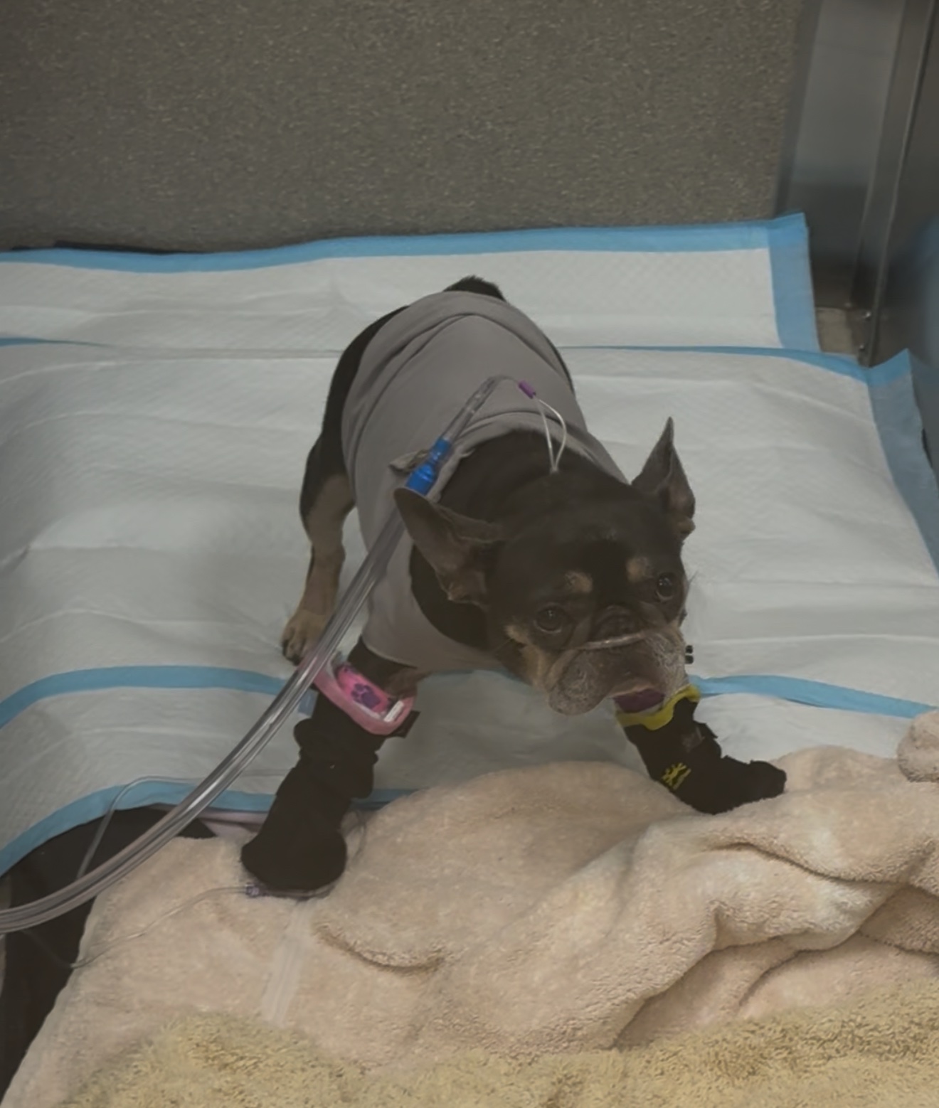 Help Zoey Get Critical Care campaign photo, 2 of 8